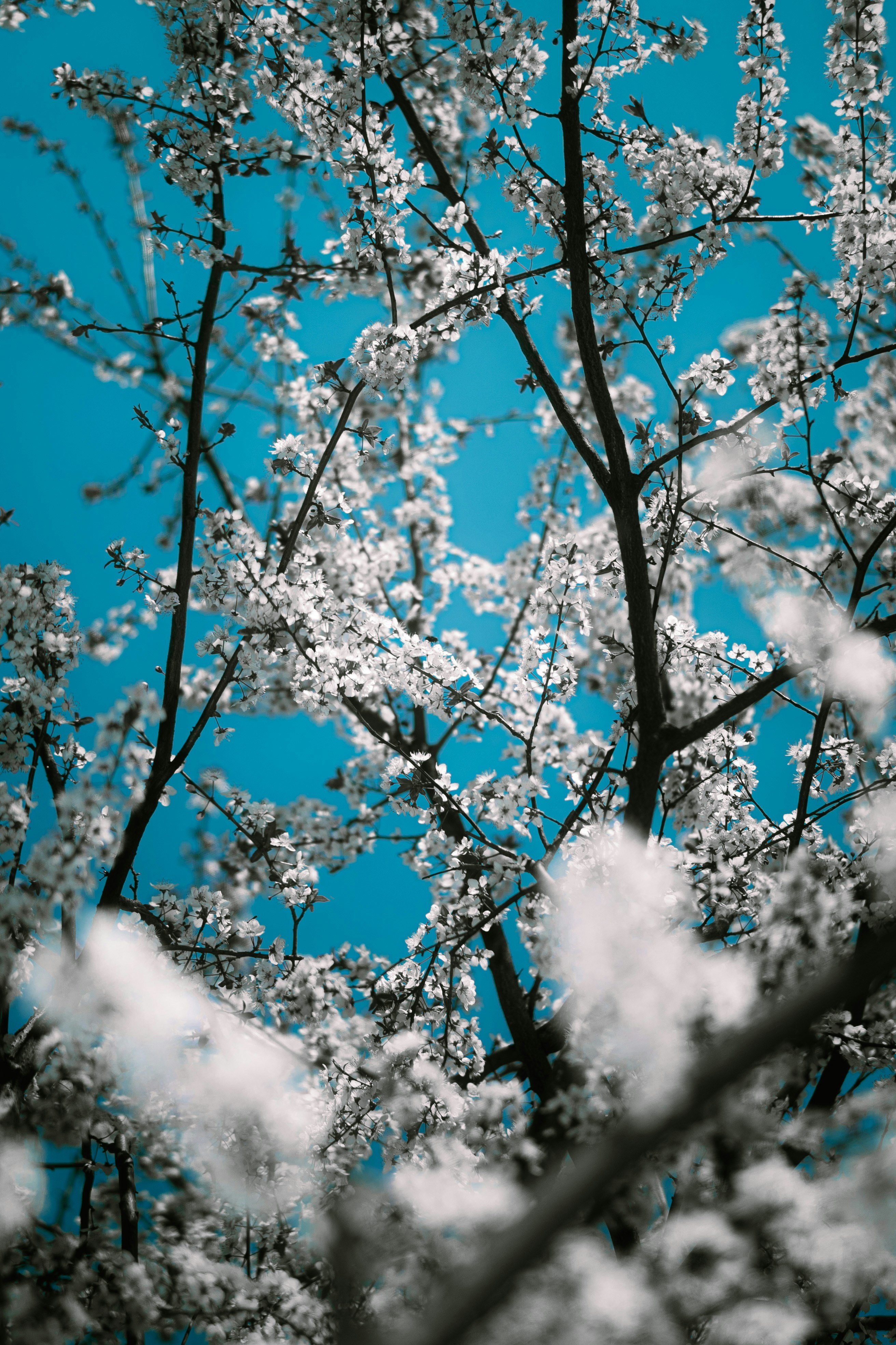 Photo by xiexianghua