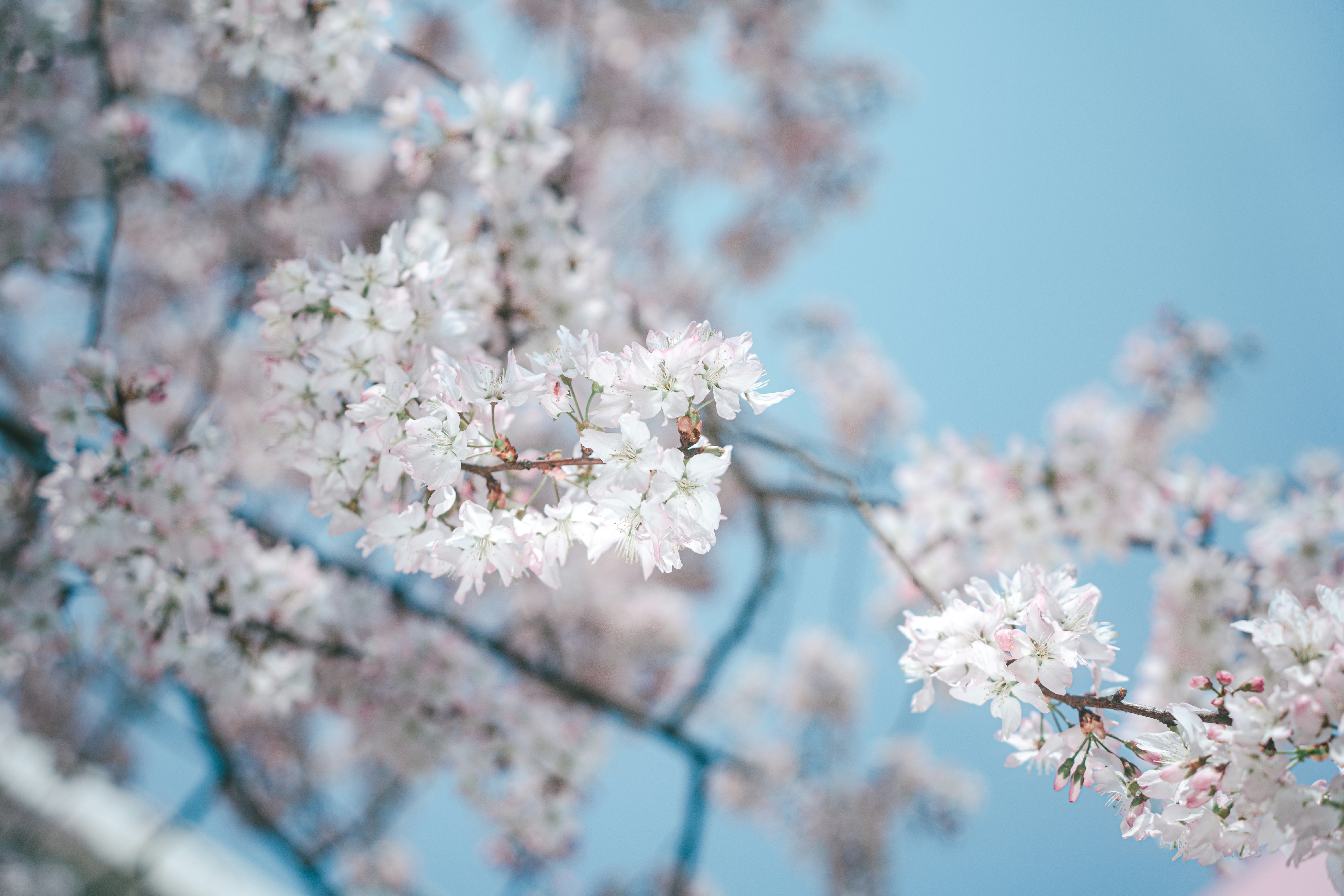 Photo by xiexianghua