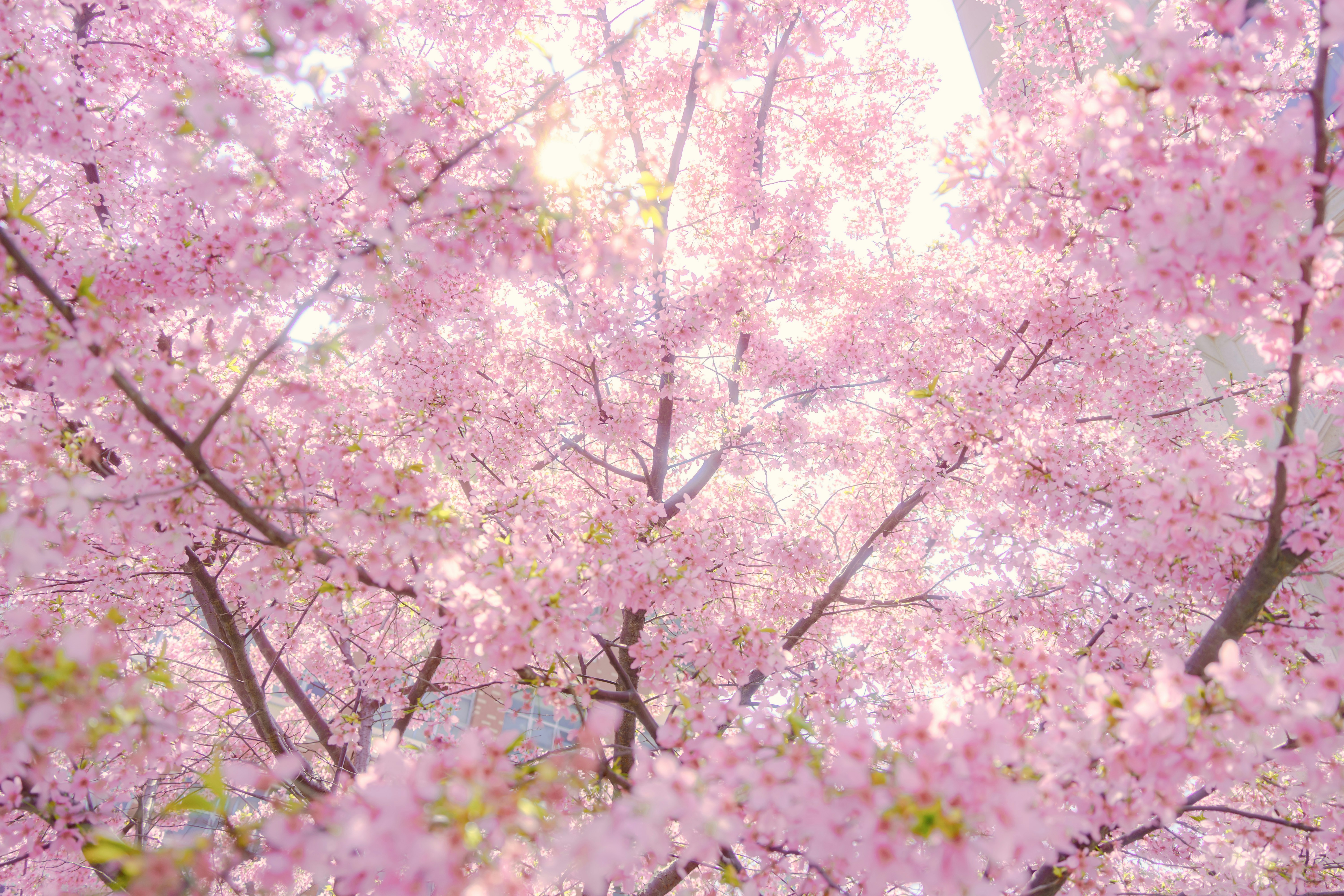 Photo by xiexianghua