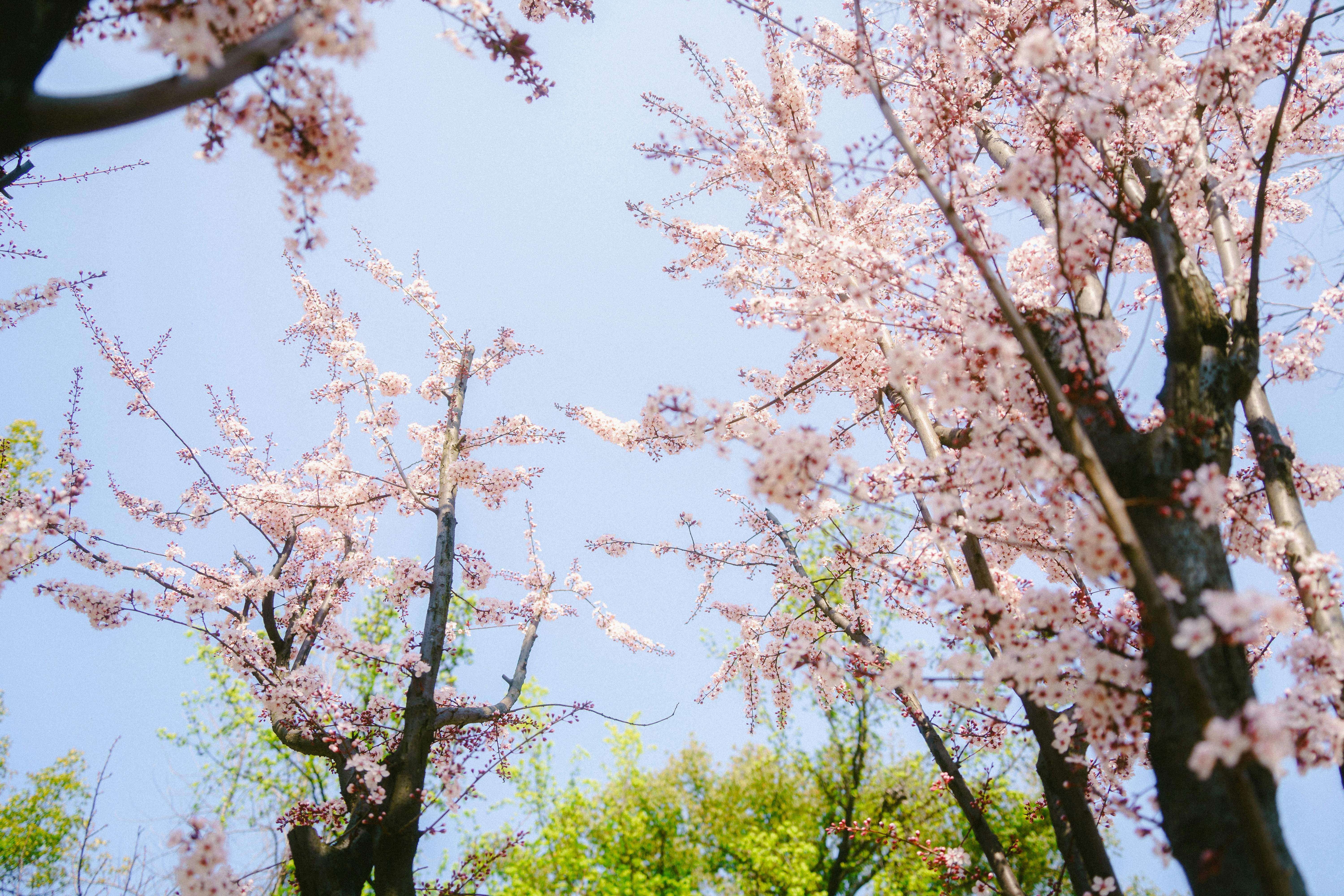 Photo by xiexianghua