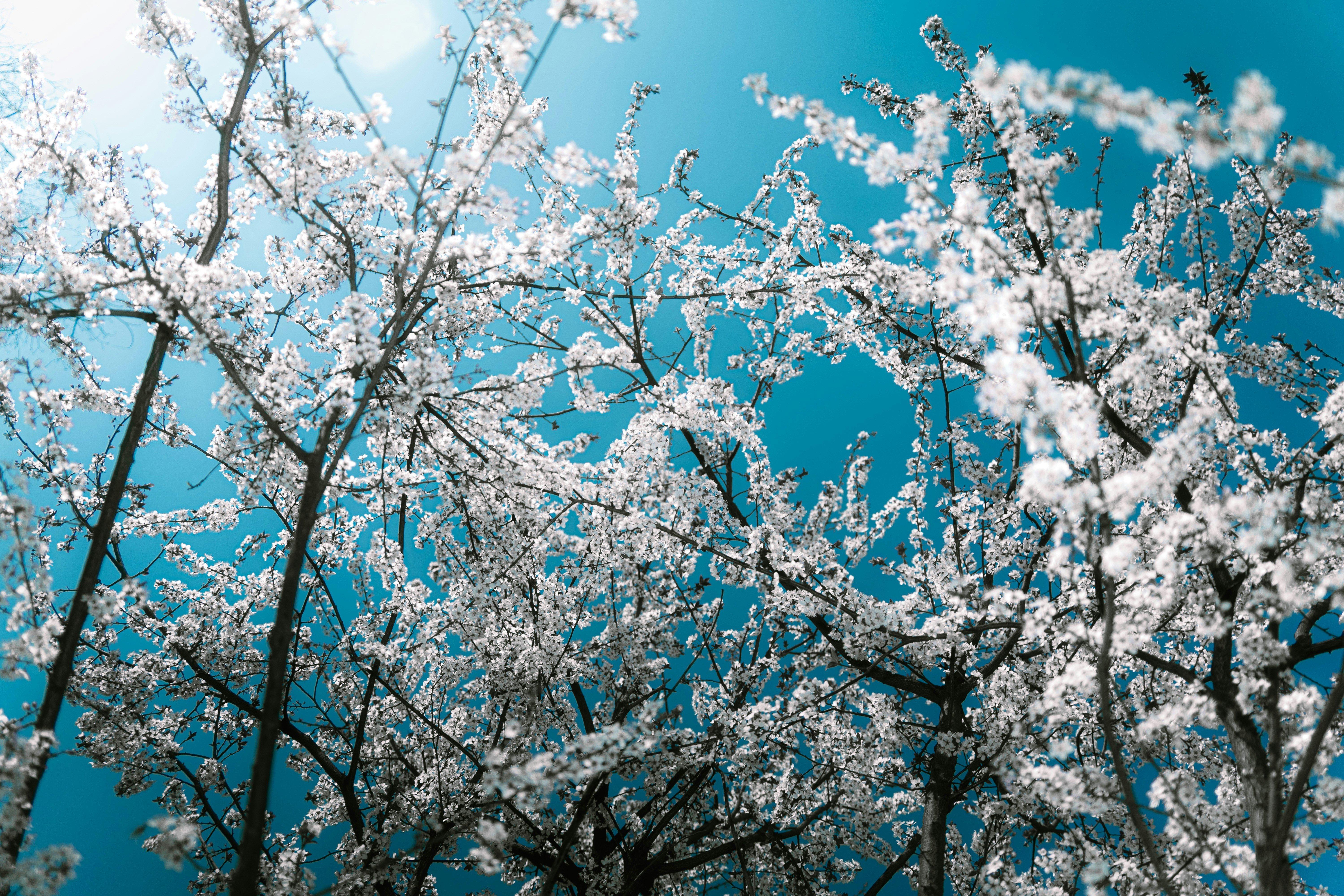 Photo by xiexianghua