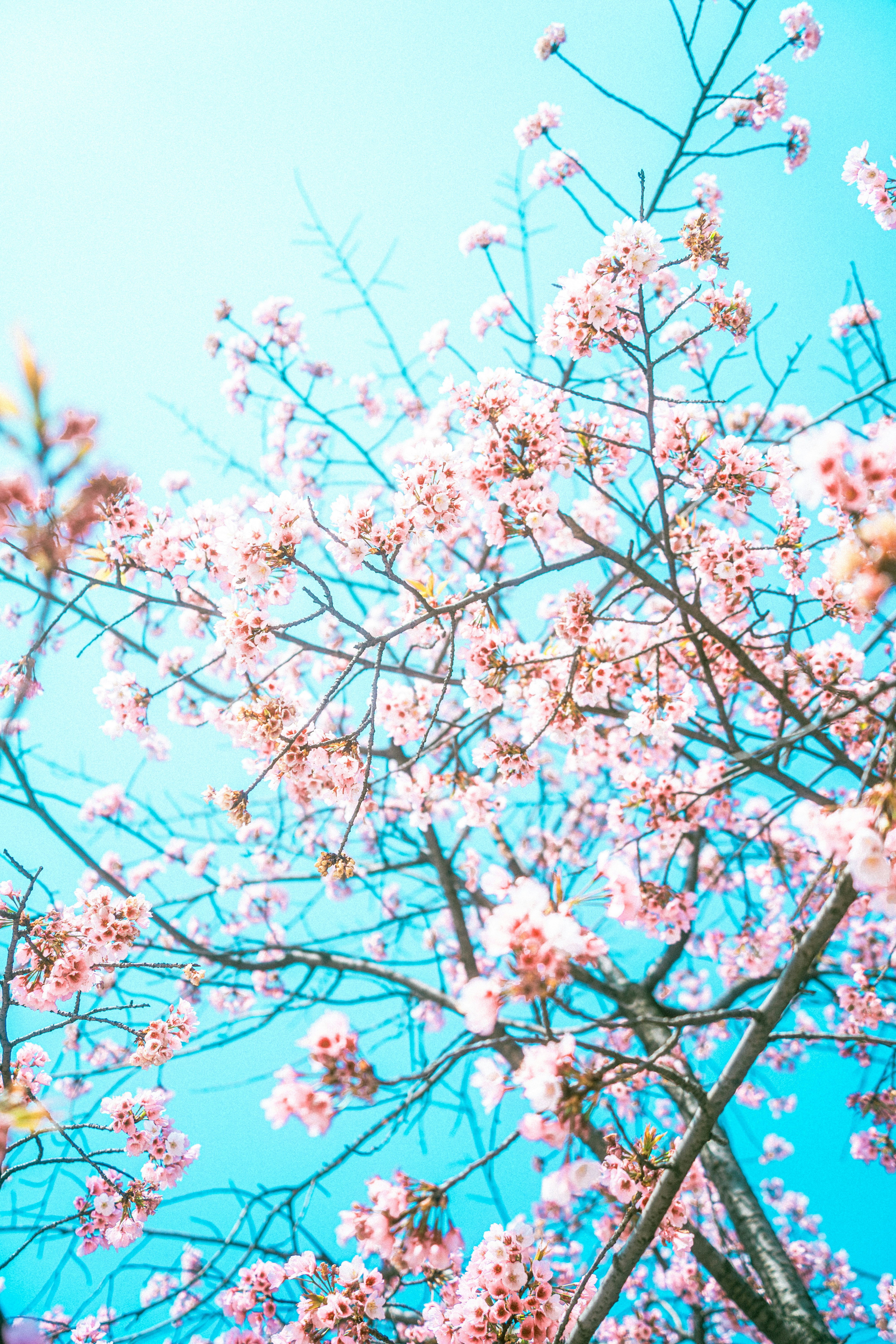 Photo by xiexianghua