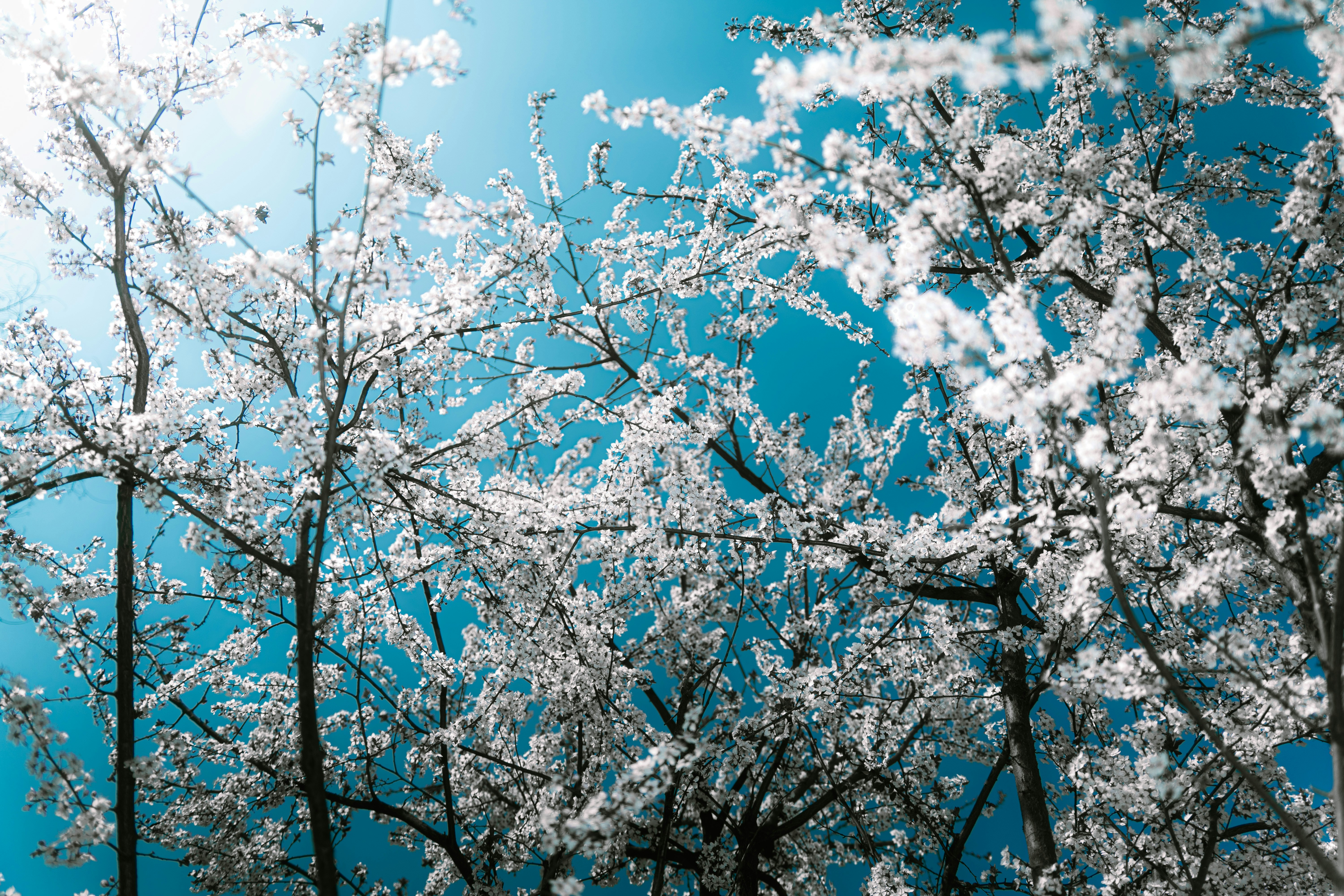 Photo by xiexianghua