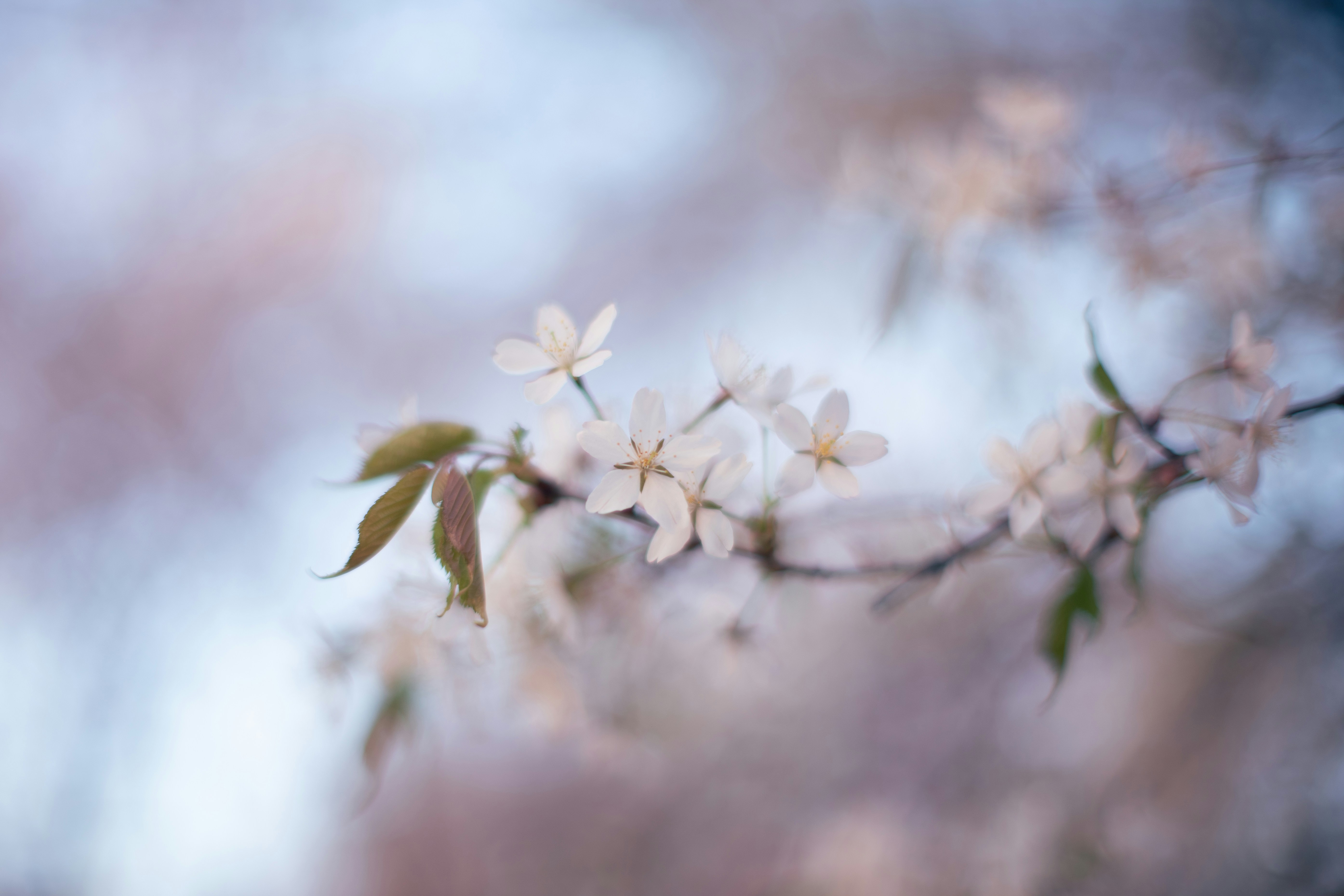Delicate white cherry blossoms on a branch