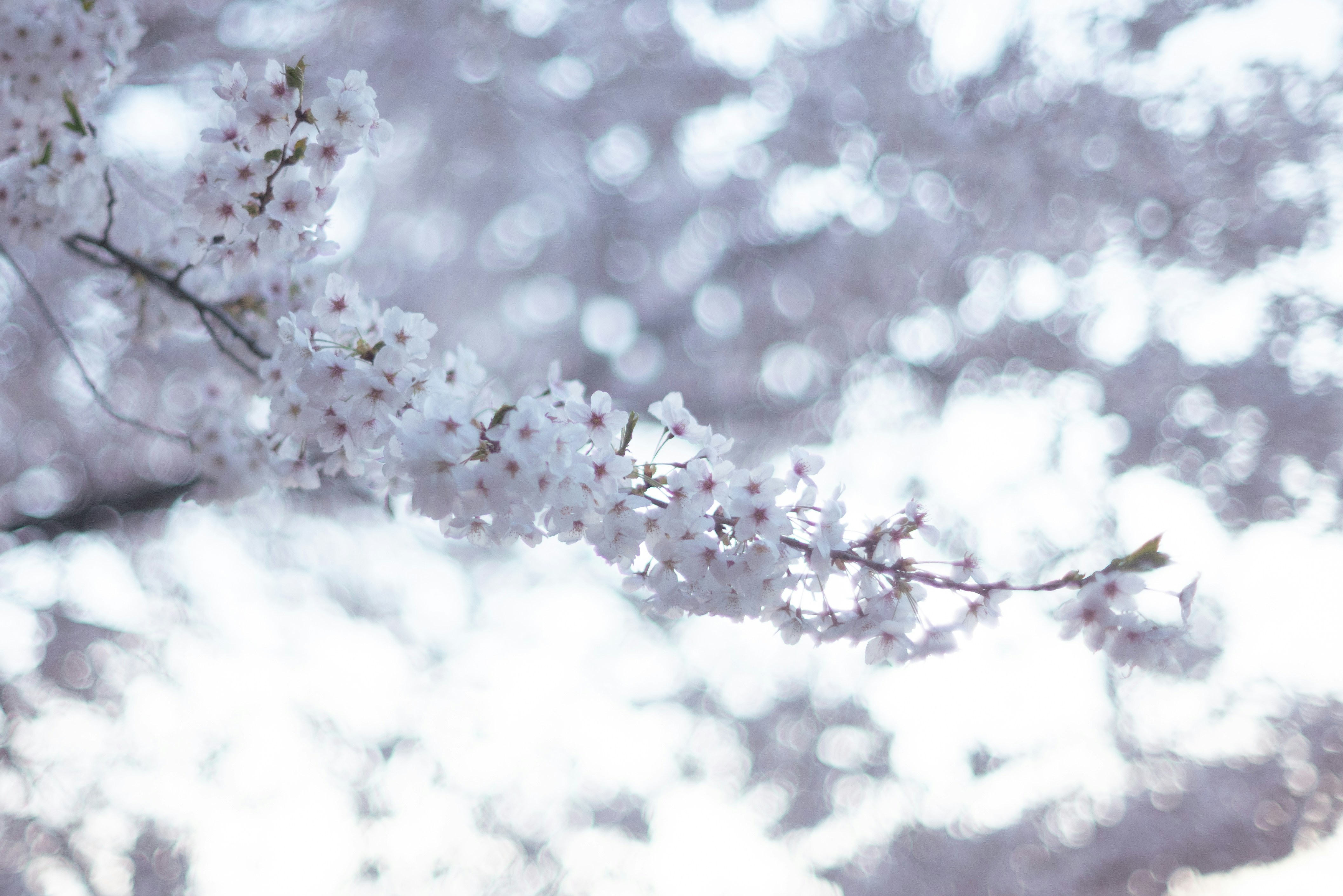 Photo by plain_pix