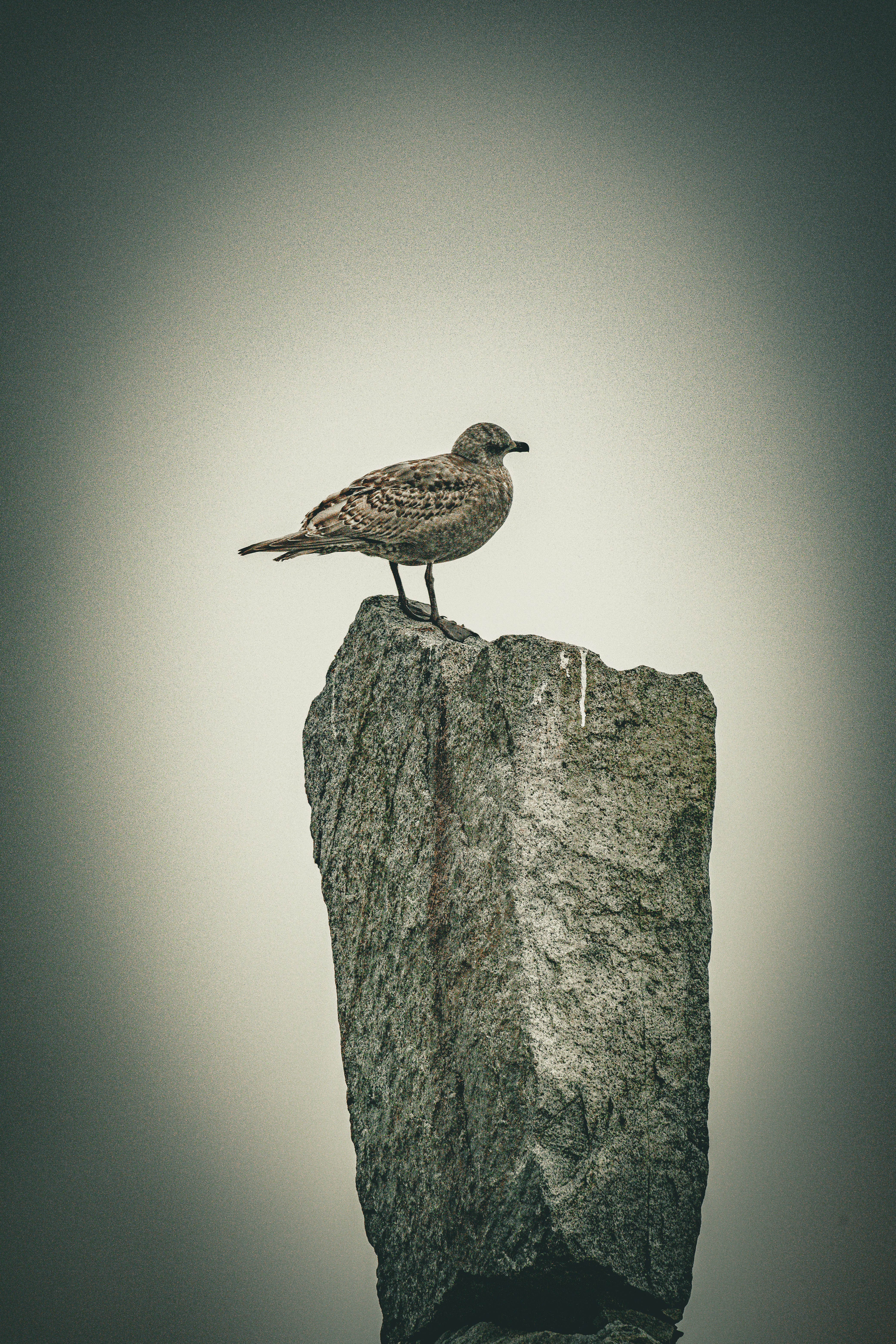 A bird perched on a tall stone pillar