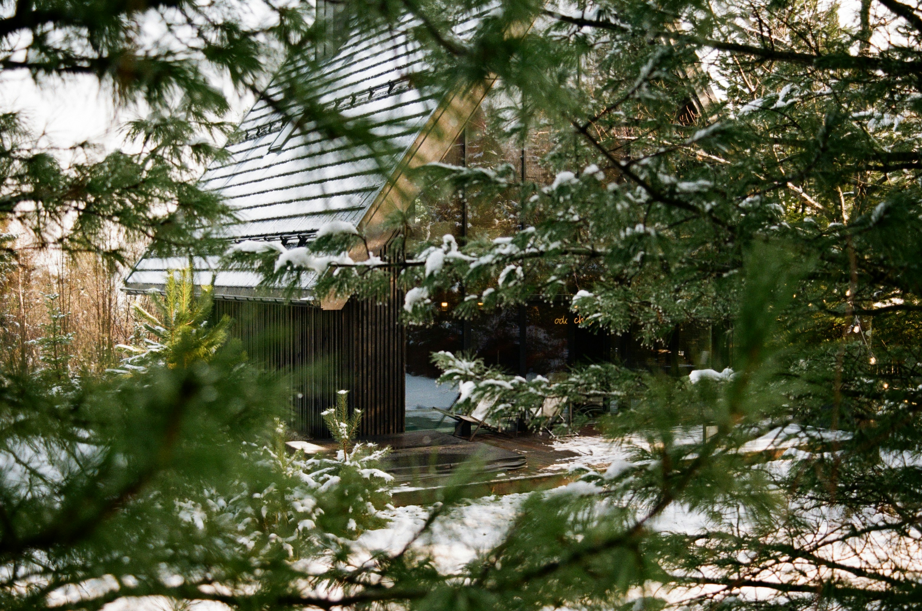 Snow-covered pine branches in front of a house