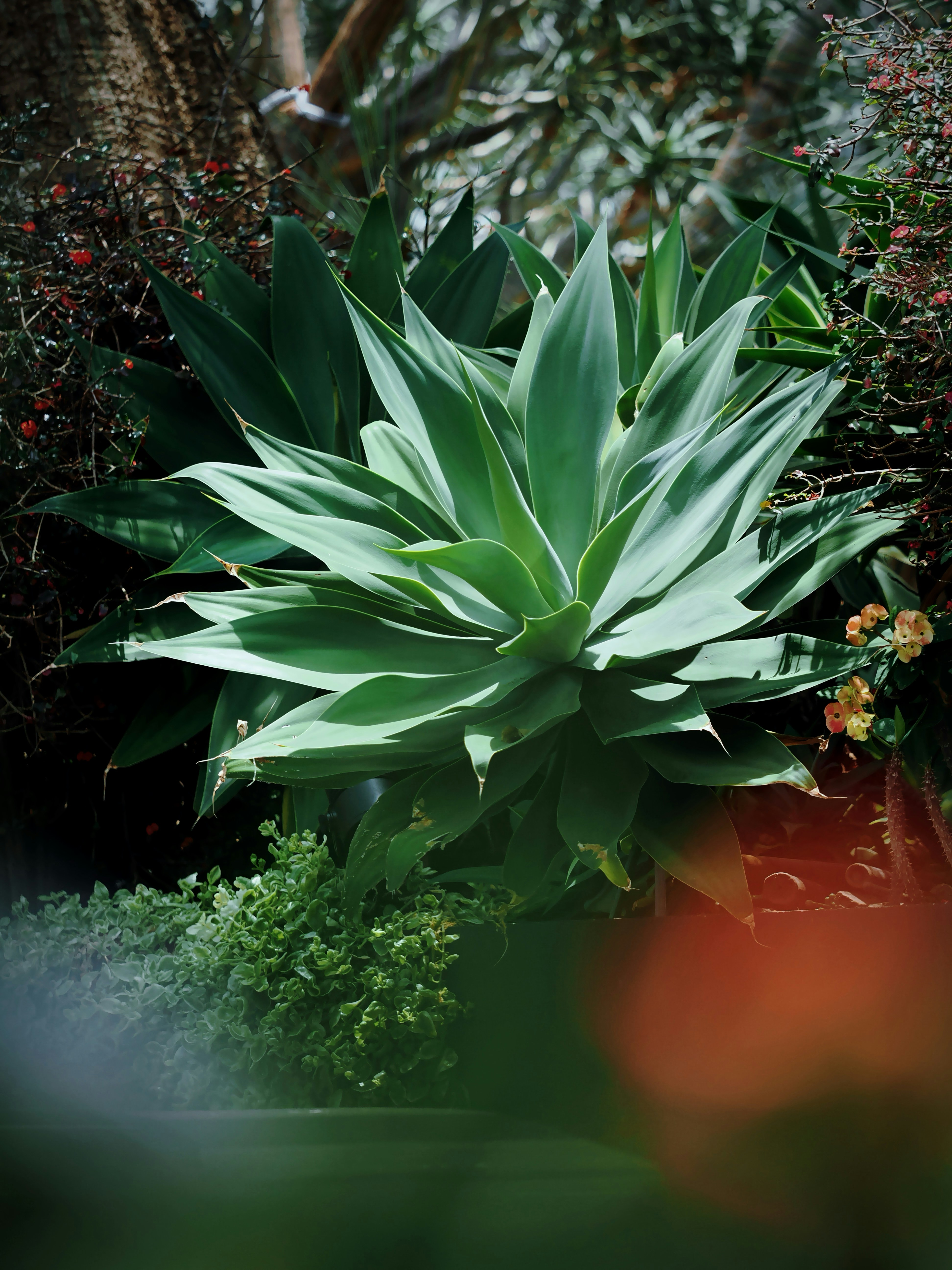 A large agave plant surrounded by lush greenery.