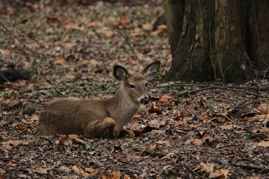 Heavy whitetail buck standing in Kansas river bottom cottonwood and agricultural edge country in fall