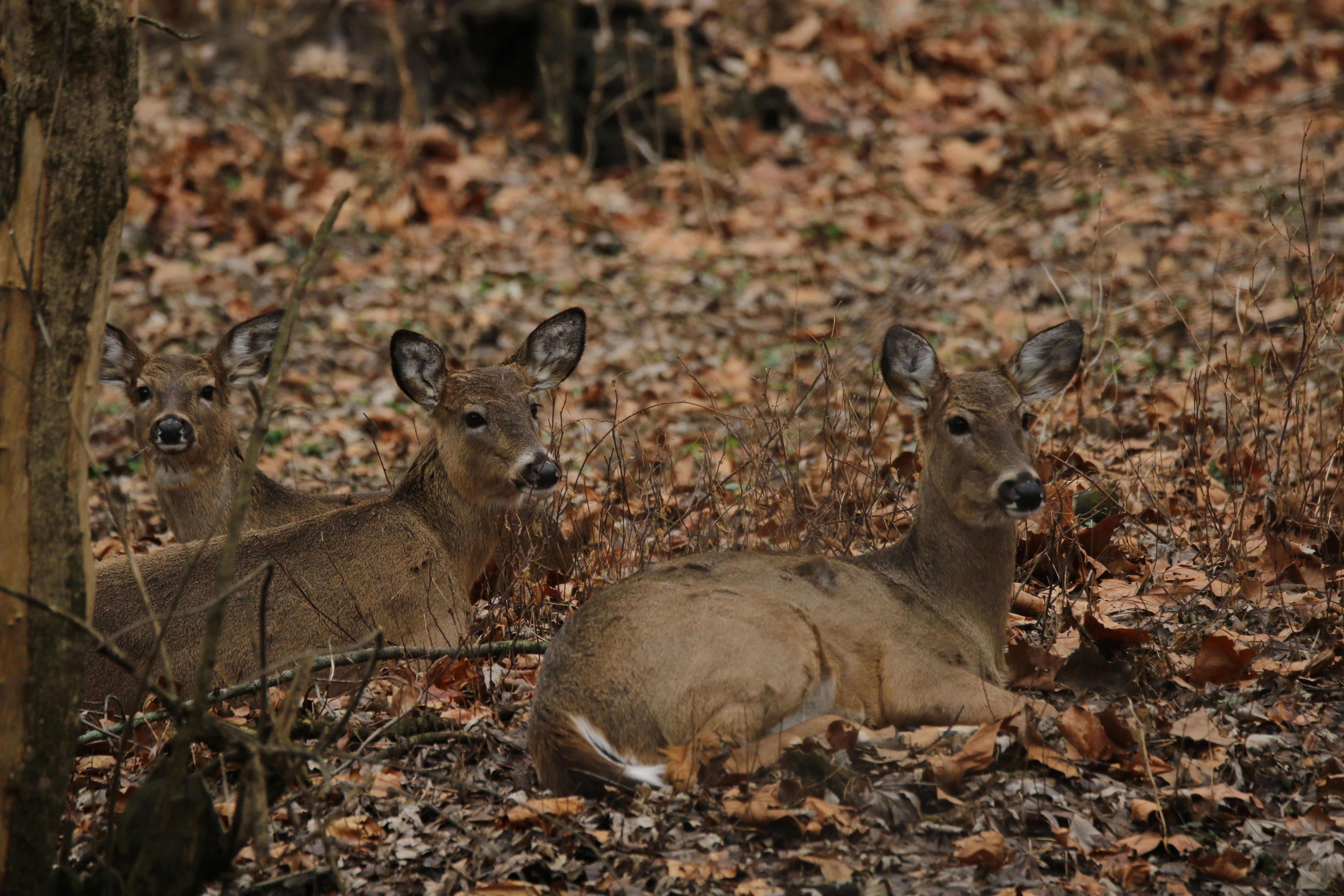 Deer Haven Park