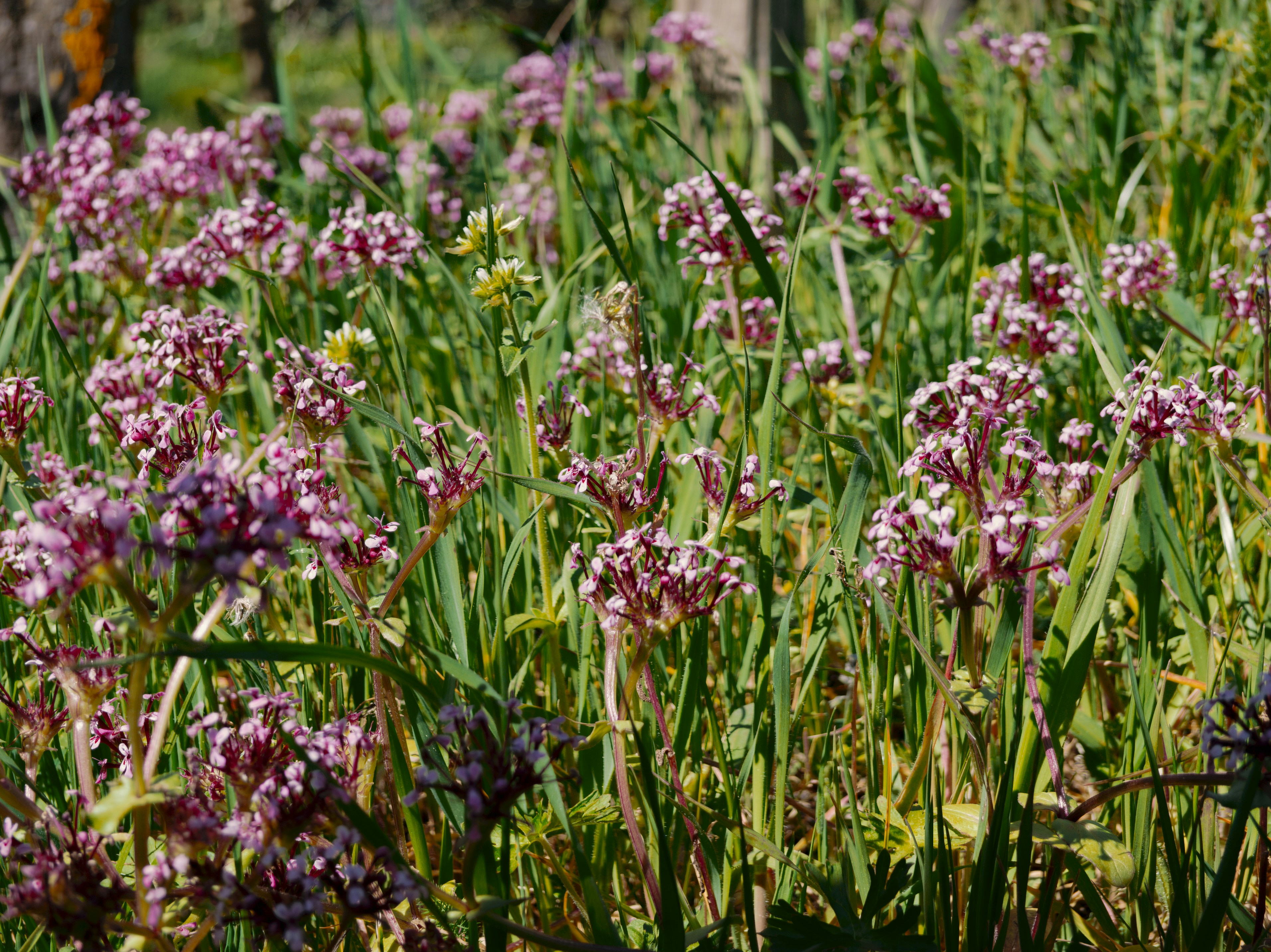 Un campo di piccoli fiori rosa e erba verde.