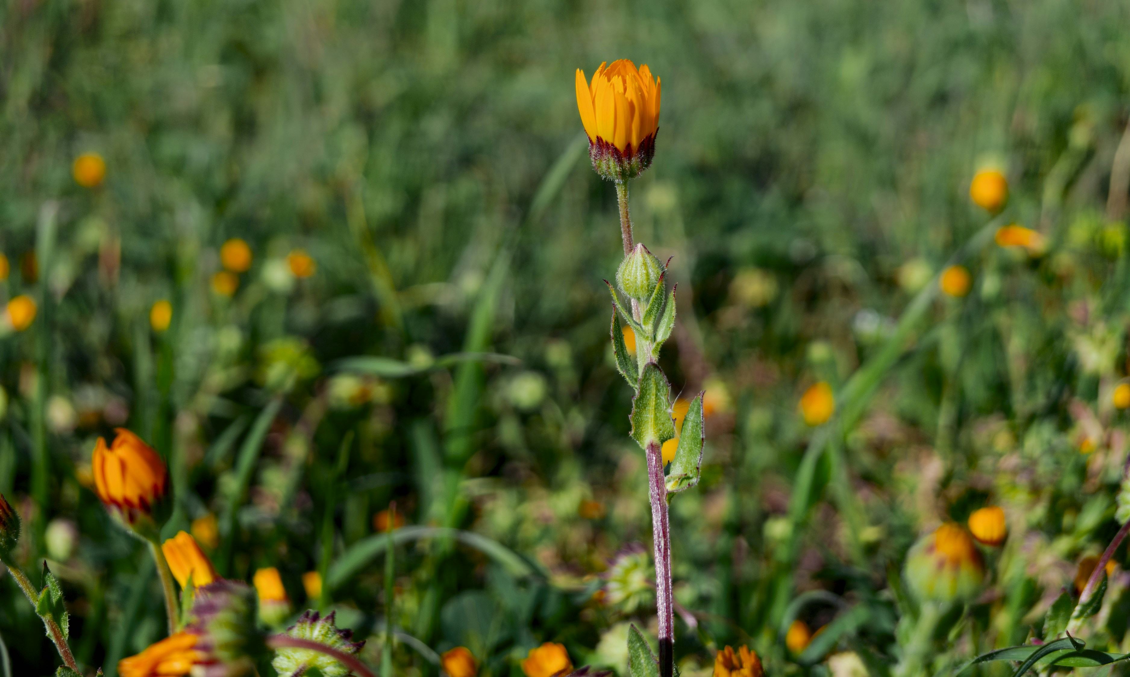 Un singolo fiore arancione si erge alto in un campo.
