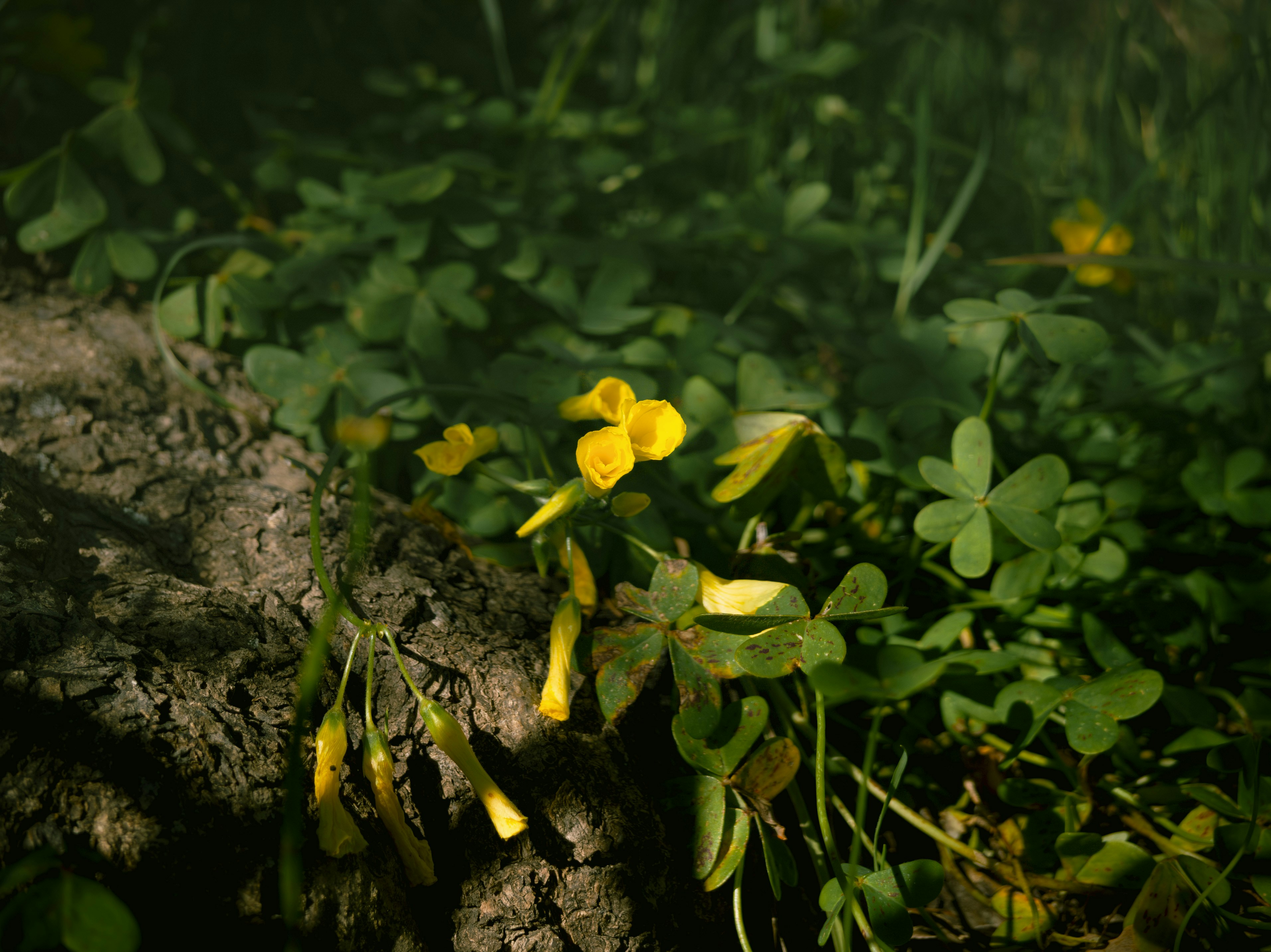 Piccoli fiori gialli sbocciano tra le foglie verdi di trifoglio.