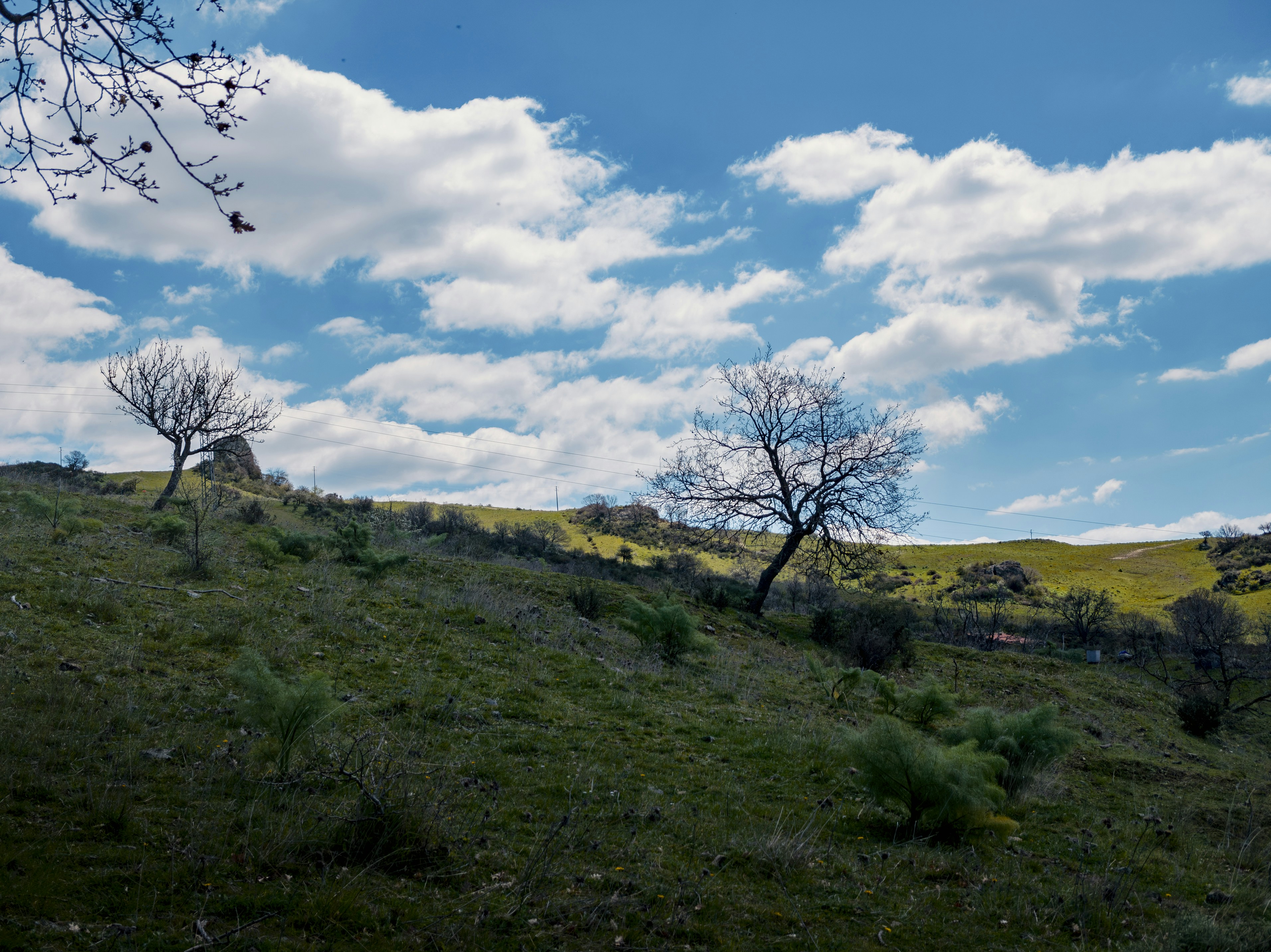 Collina erbosa con alberi sotto un cielo azzurro nuvoloso