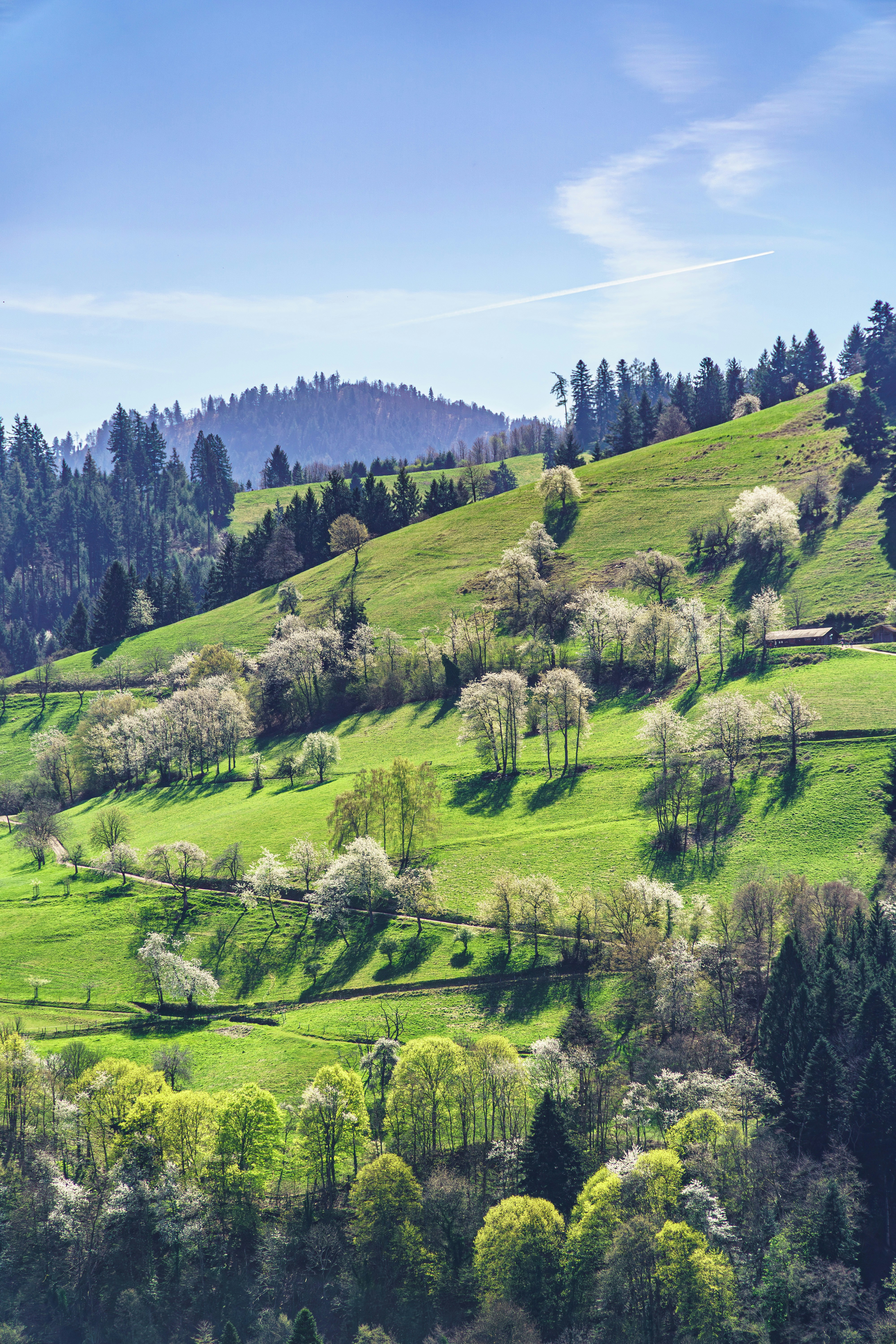 Grüne sanfte Hügel mit blühenden Bäumen unter blauem Himmel.