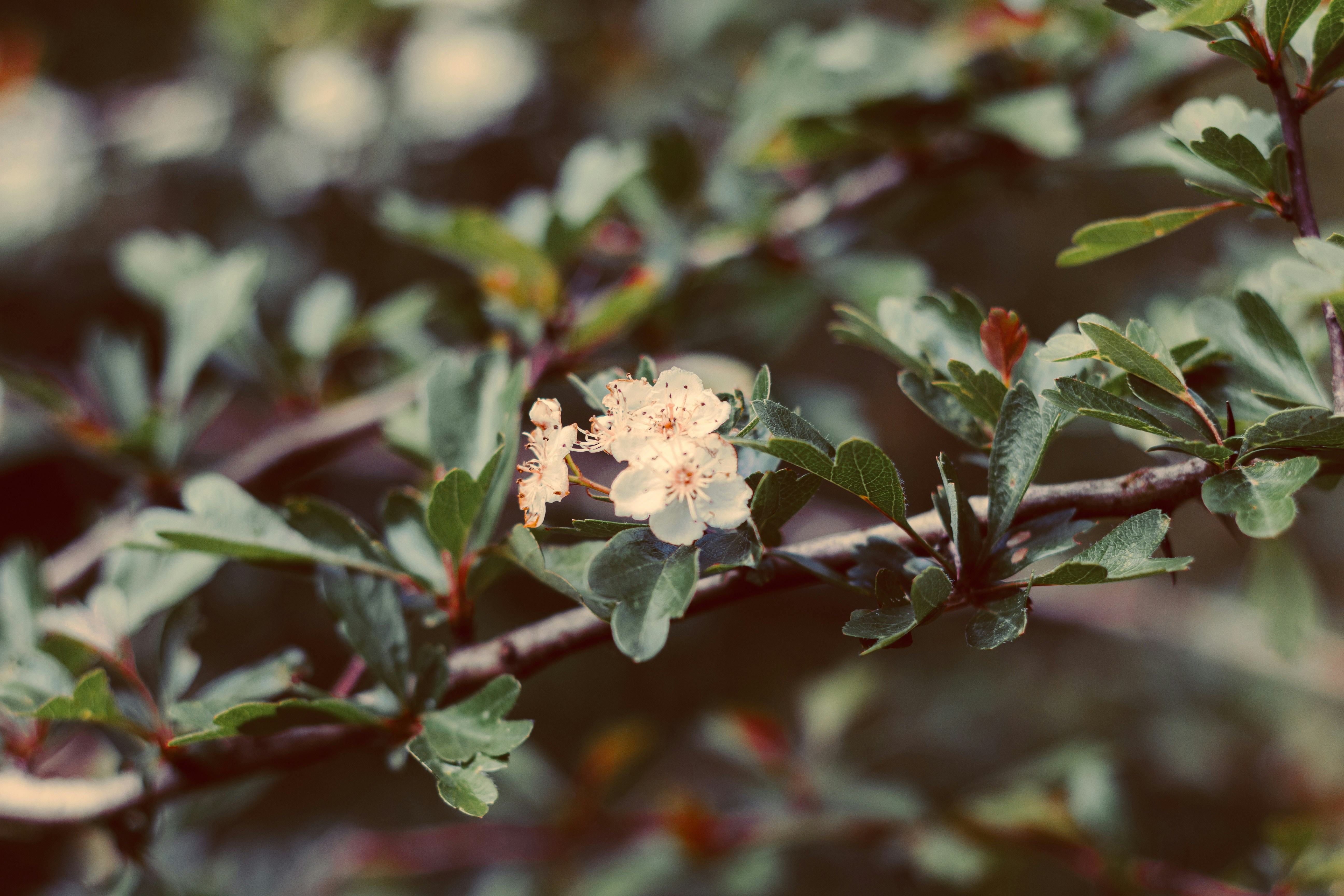 Photo by tomarquize