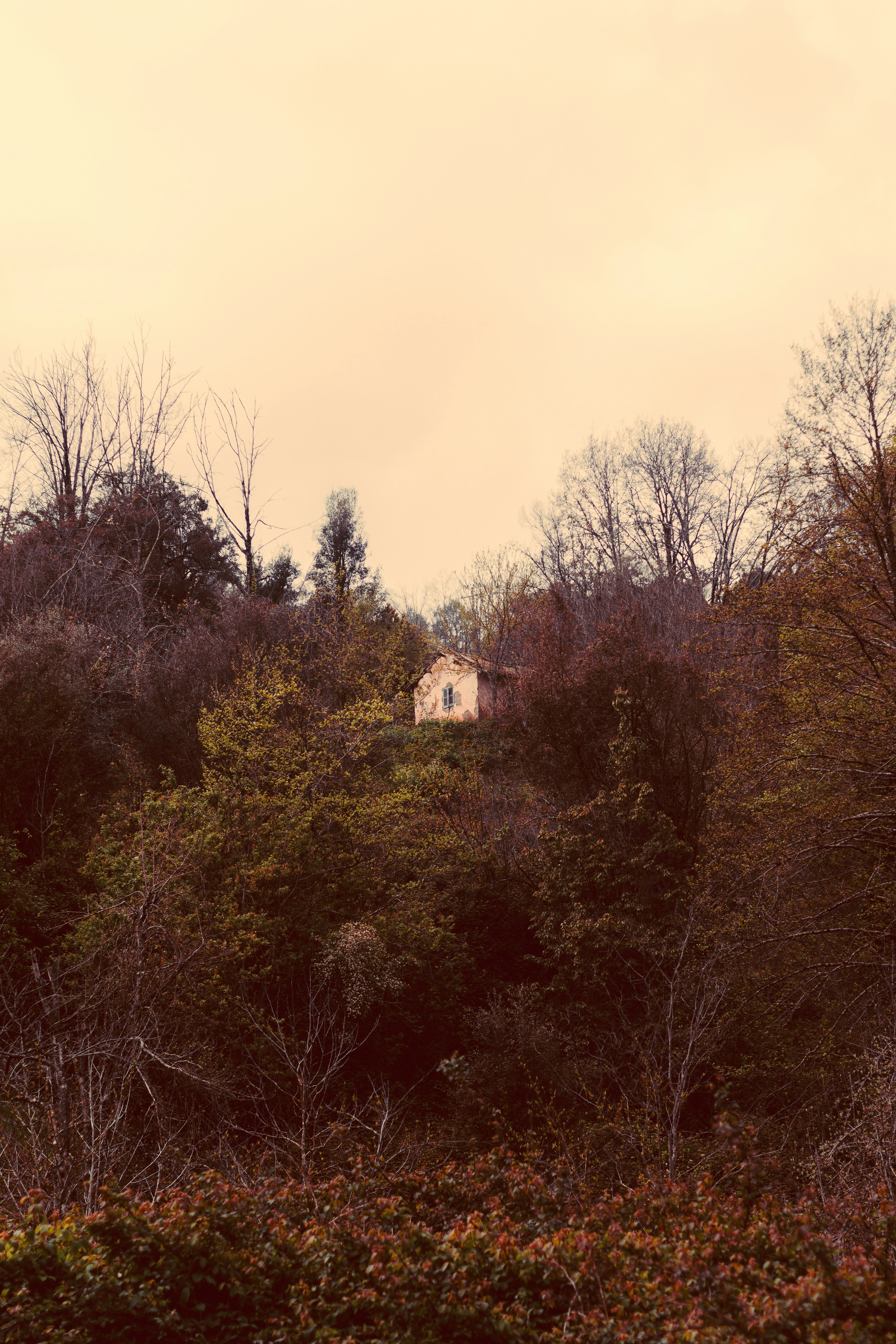 Small abandoned house nestled in dense forest