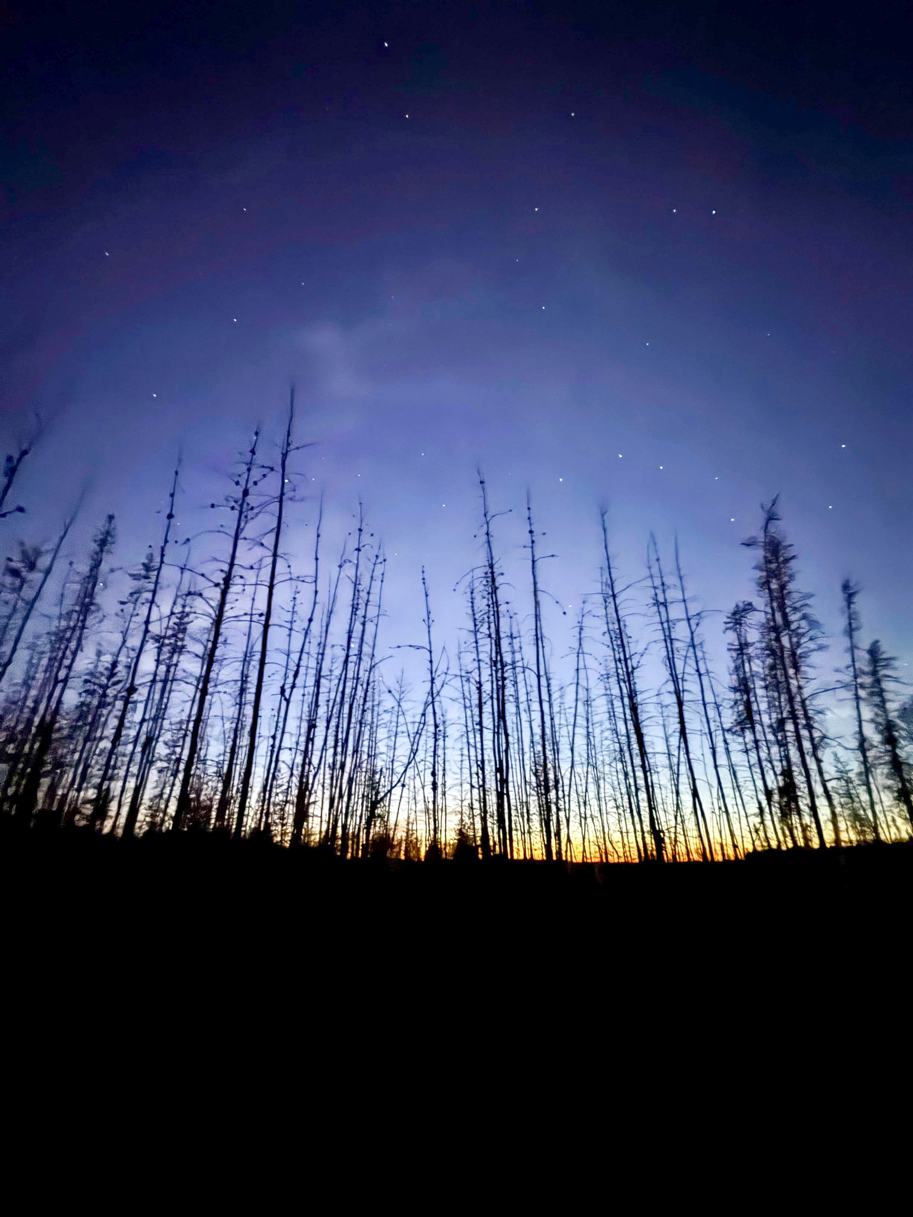 Kahle Bäume zeichneten sich gegen einen dämmerlichen Himmel mit Sternen ab