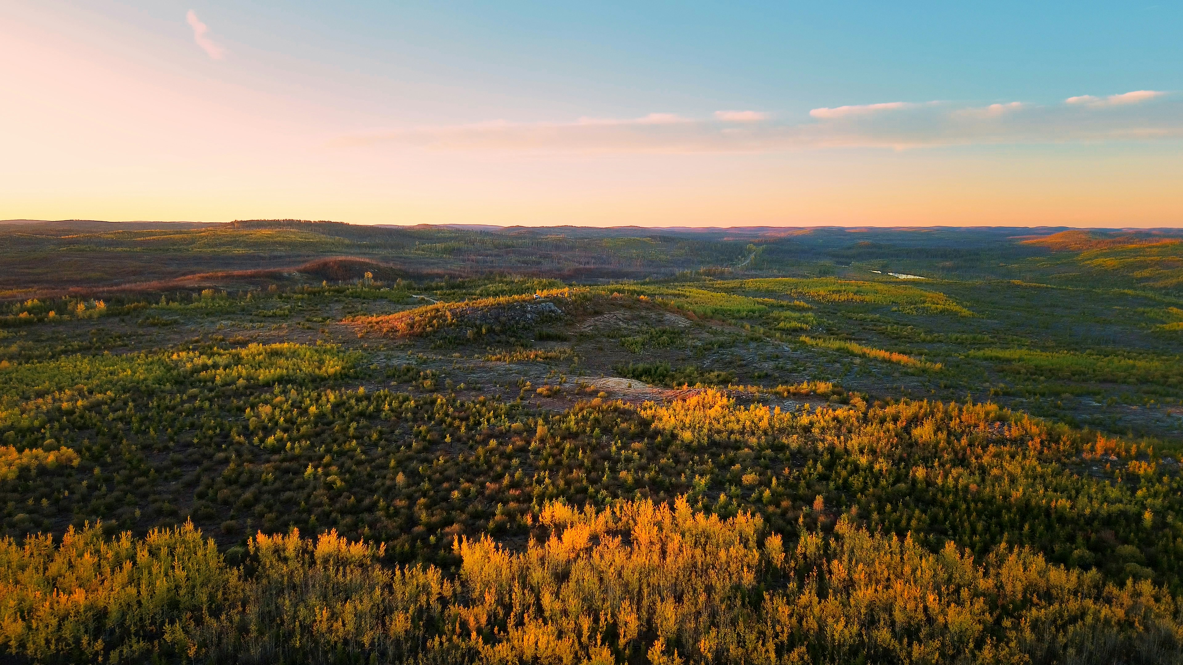 Goldenes Blätterdach des Waldes unter einem pastellfarbenen Himmel bei Sonnenuntergang