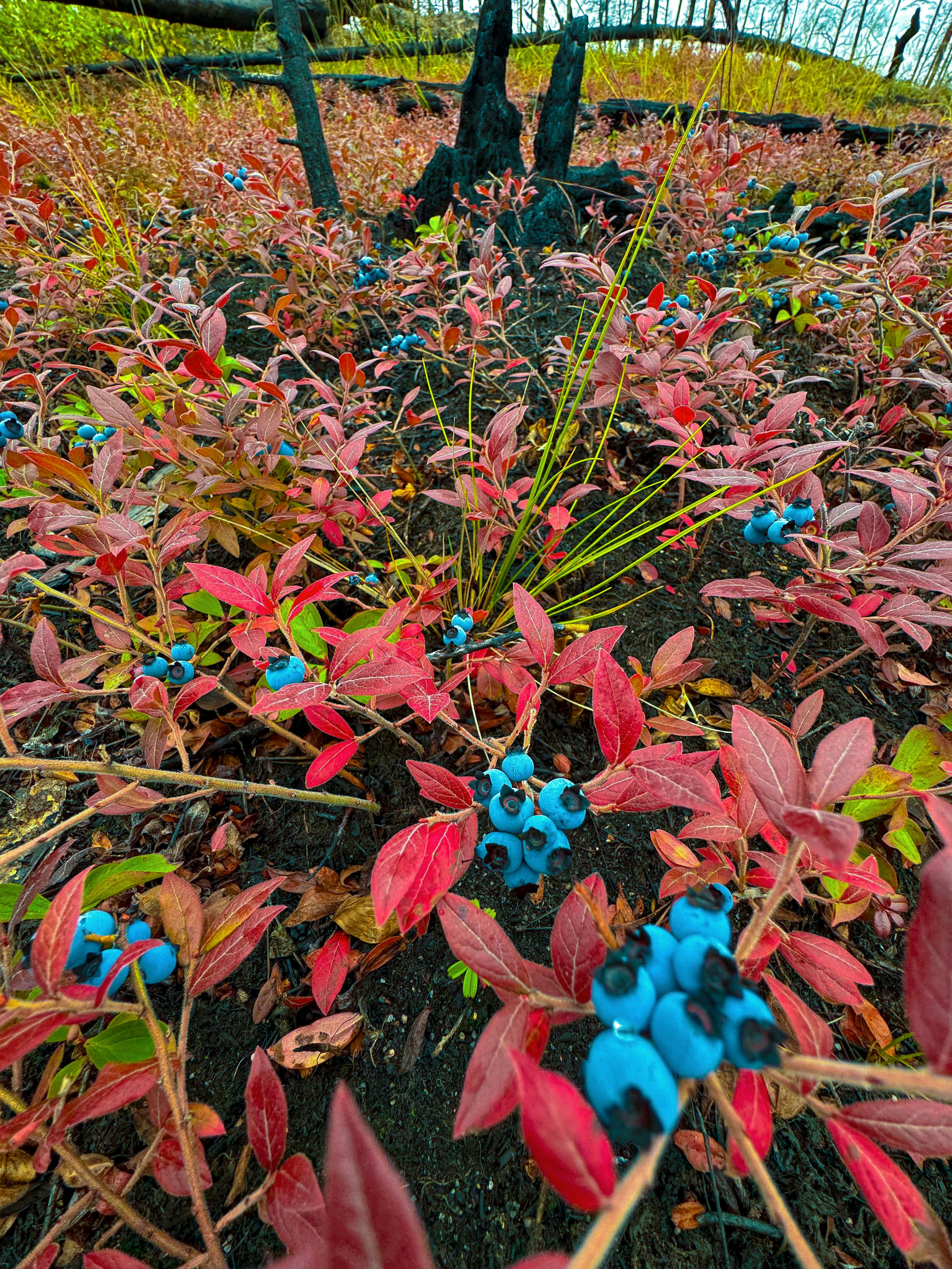 Blaubeeren wachsen nach einem Feuer an Büschen mit roten Blättern.