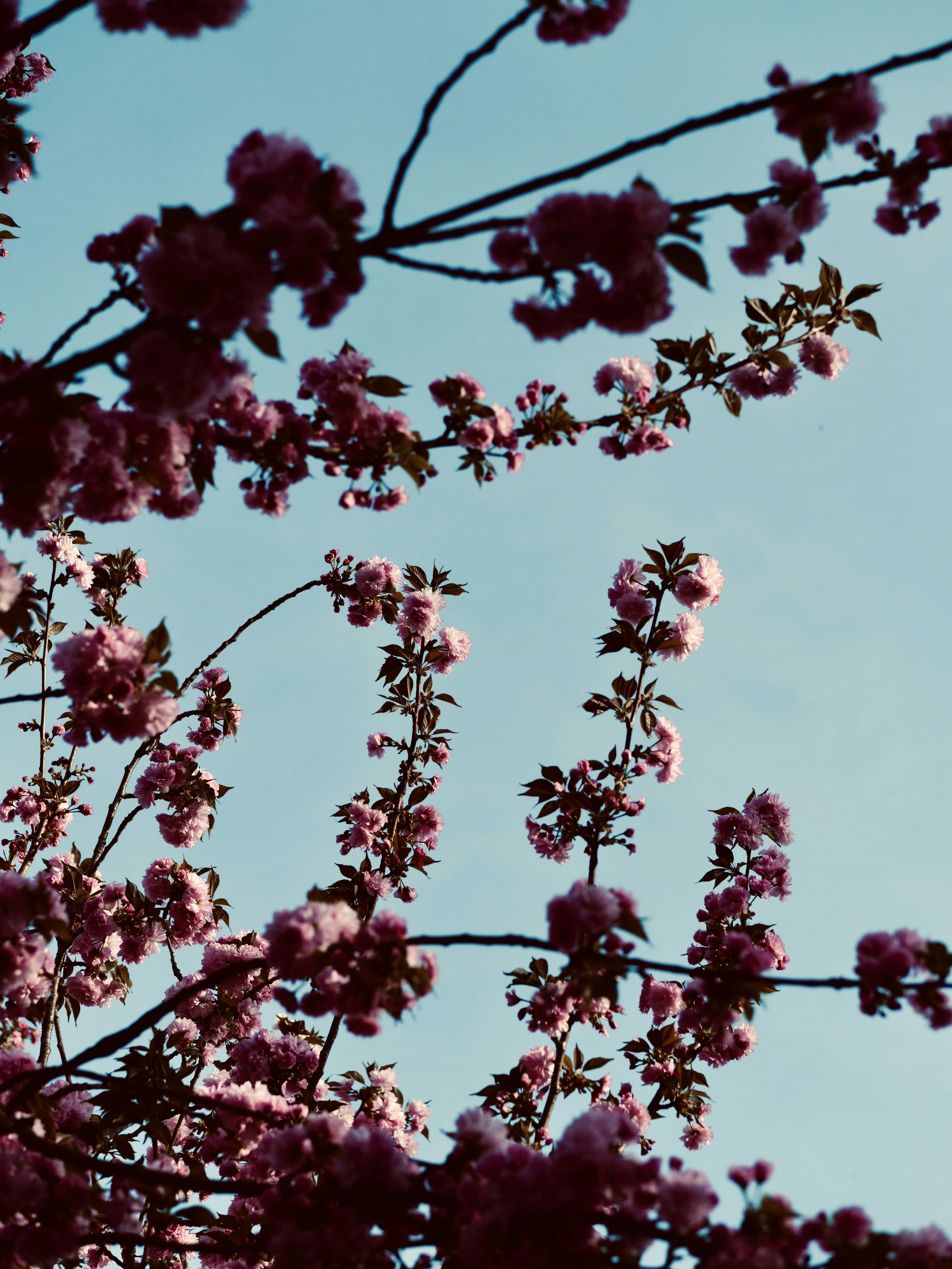 澄んだ青空を背景に咲くピンクの桜。
