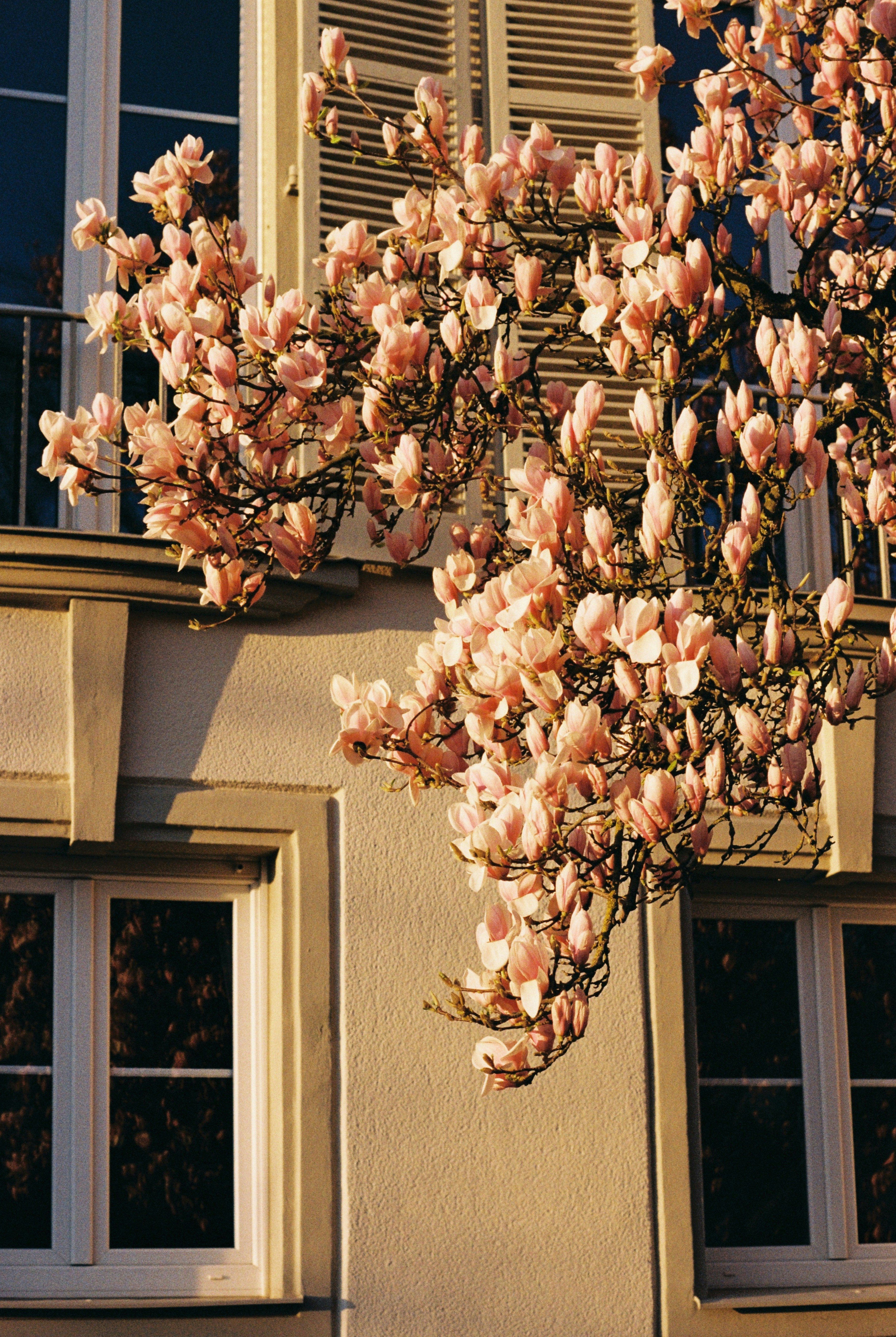 Pink magnolia blossoms on a tree branch.