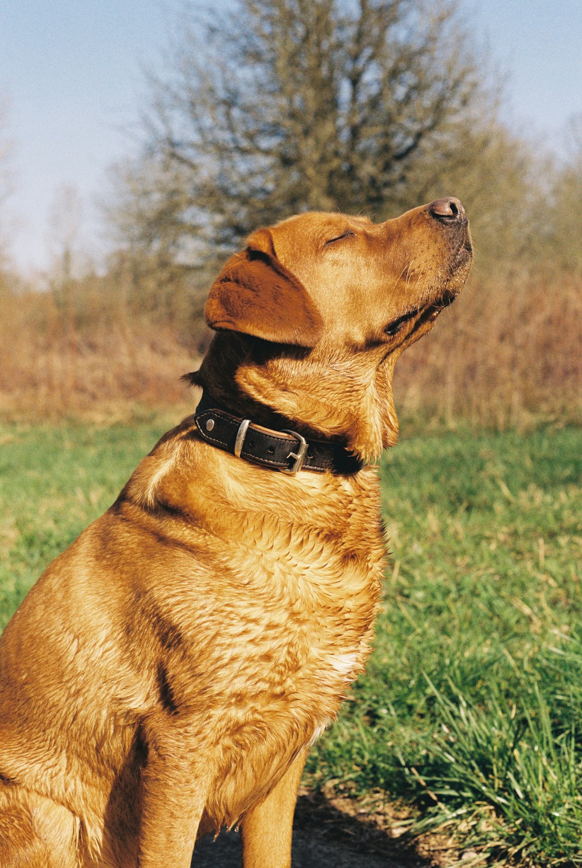 Fox red labrador sitting in a grassy field