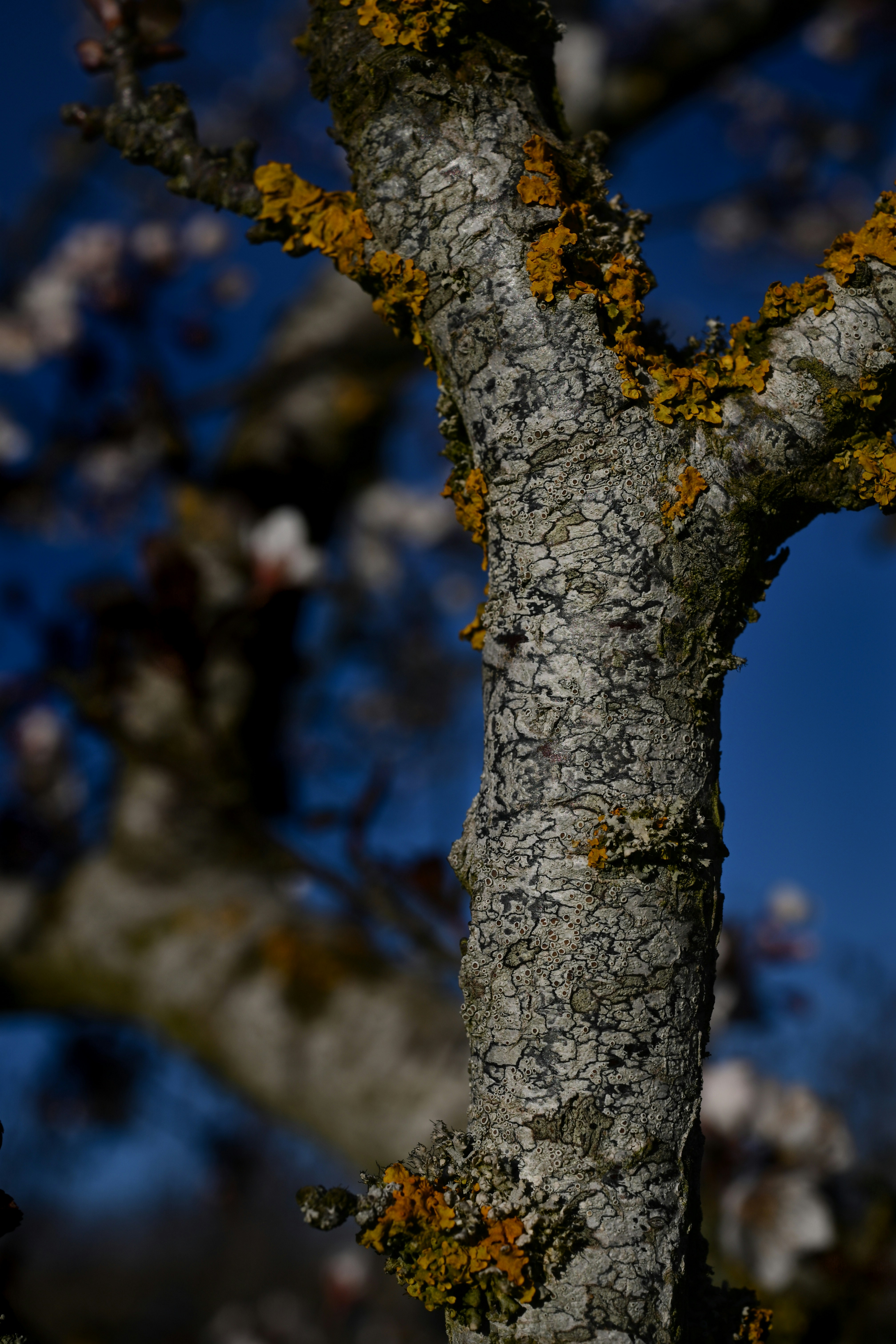 オレンジ色の地衣類が生えたテクスチャーのある木の幹のクローズアップ。