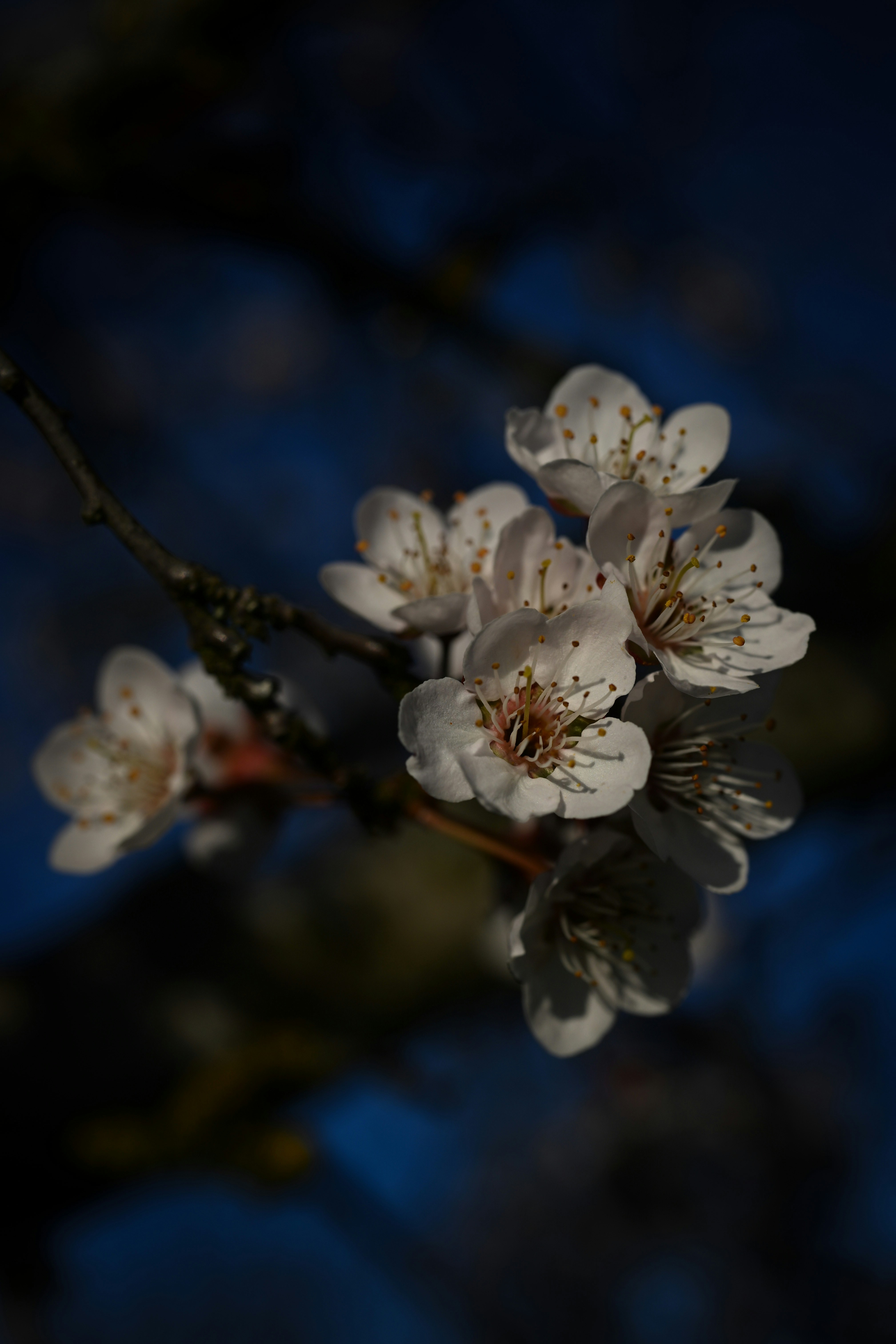暗い枝に咲く繊細な白い花。