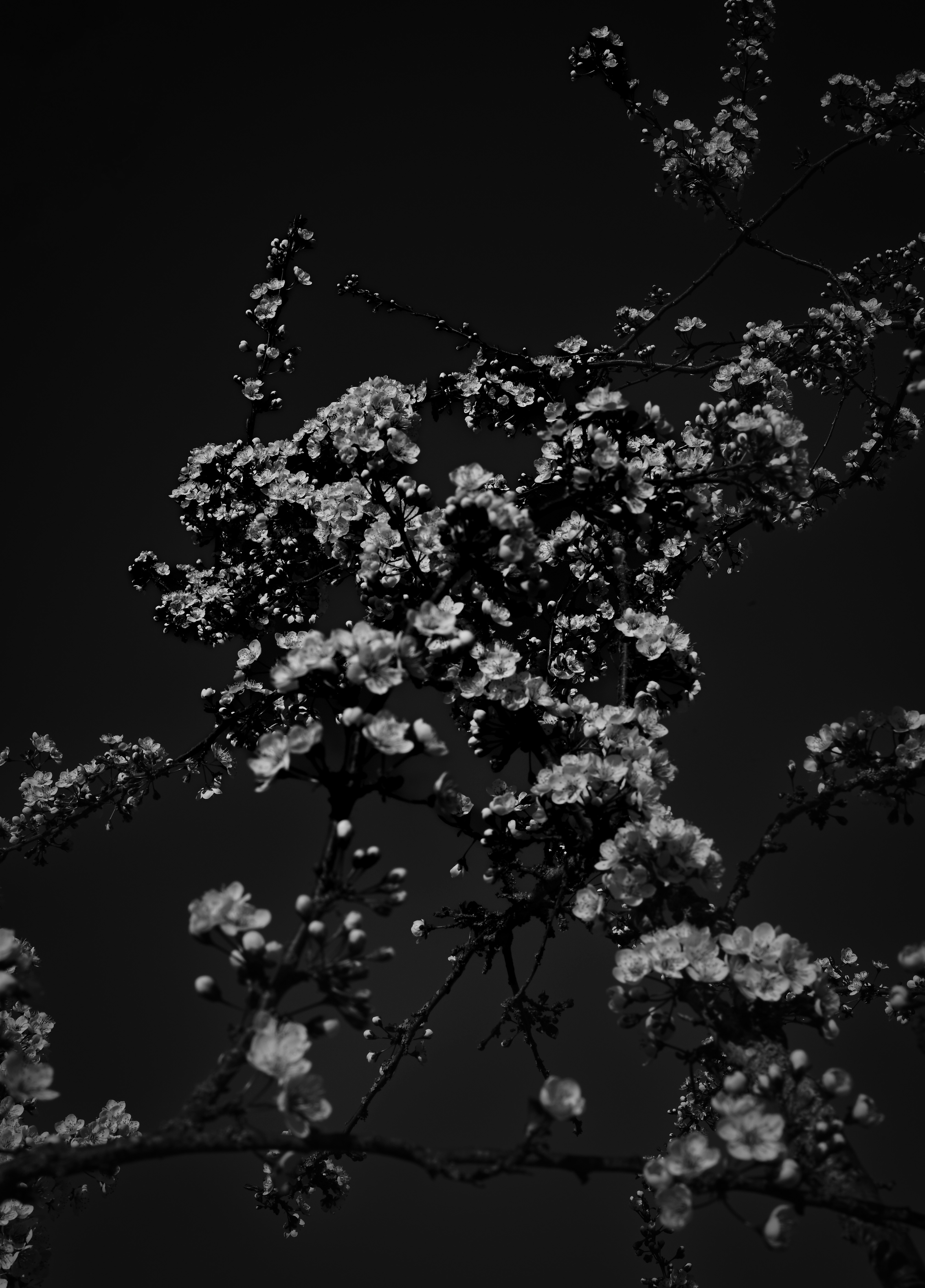 咲き誇る桜の暗くムーディーなショット。