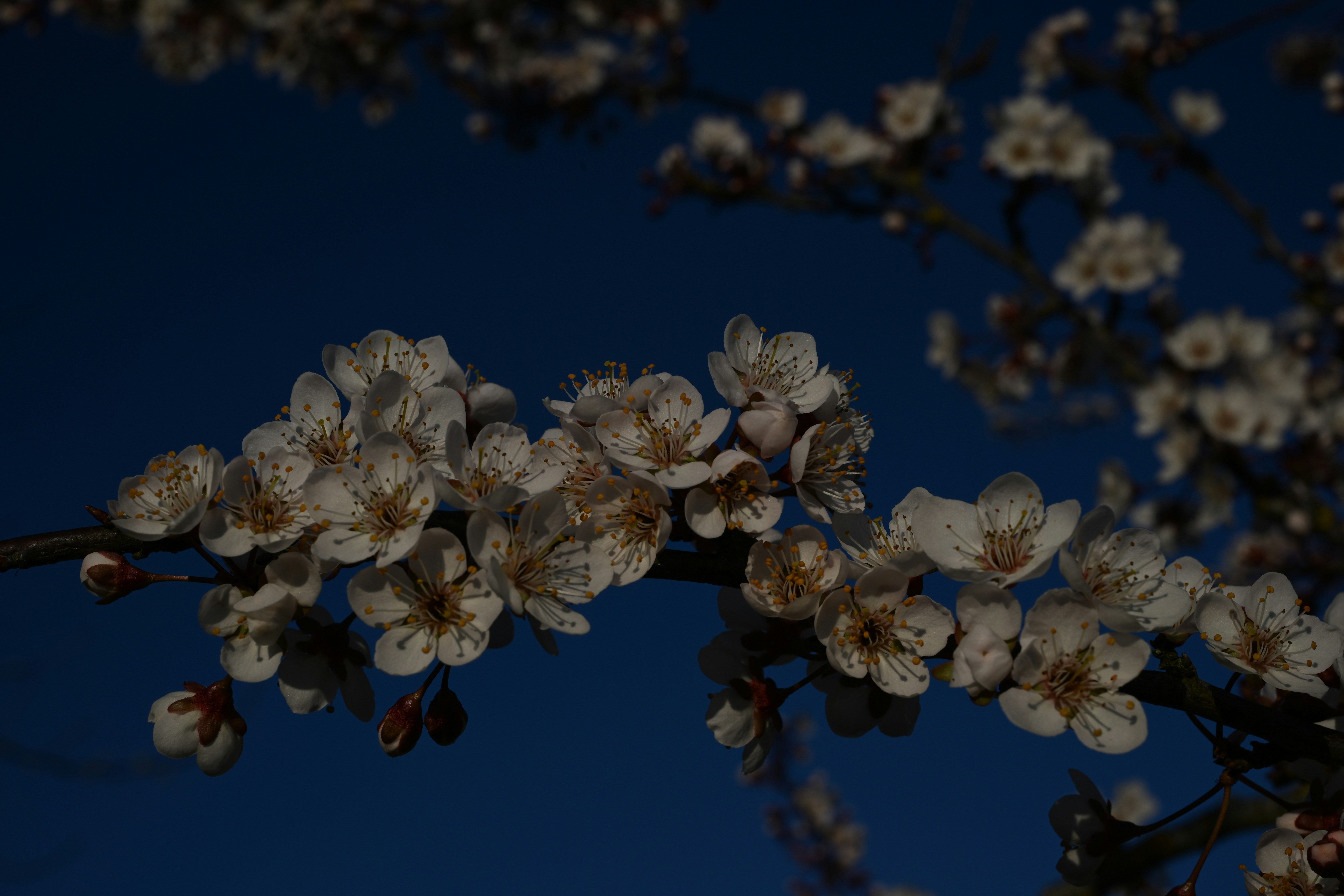 濃い青空に白い桜が咲く