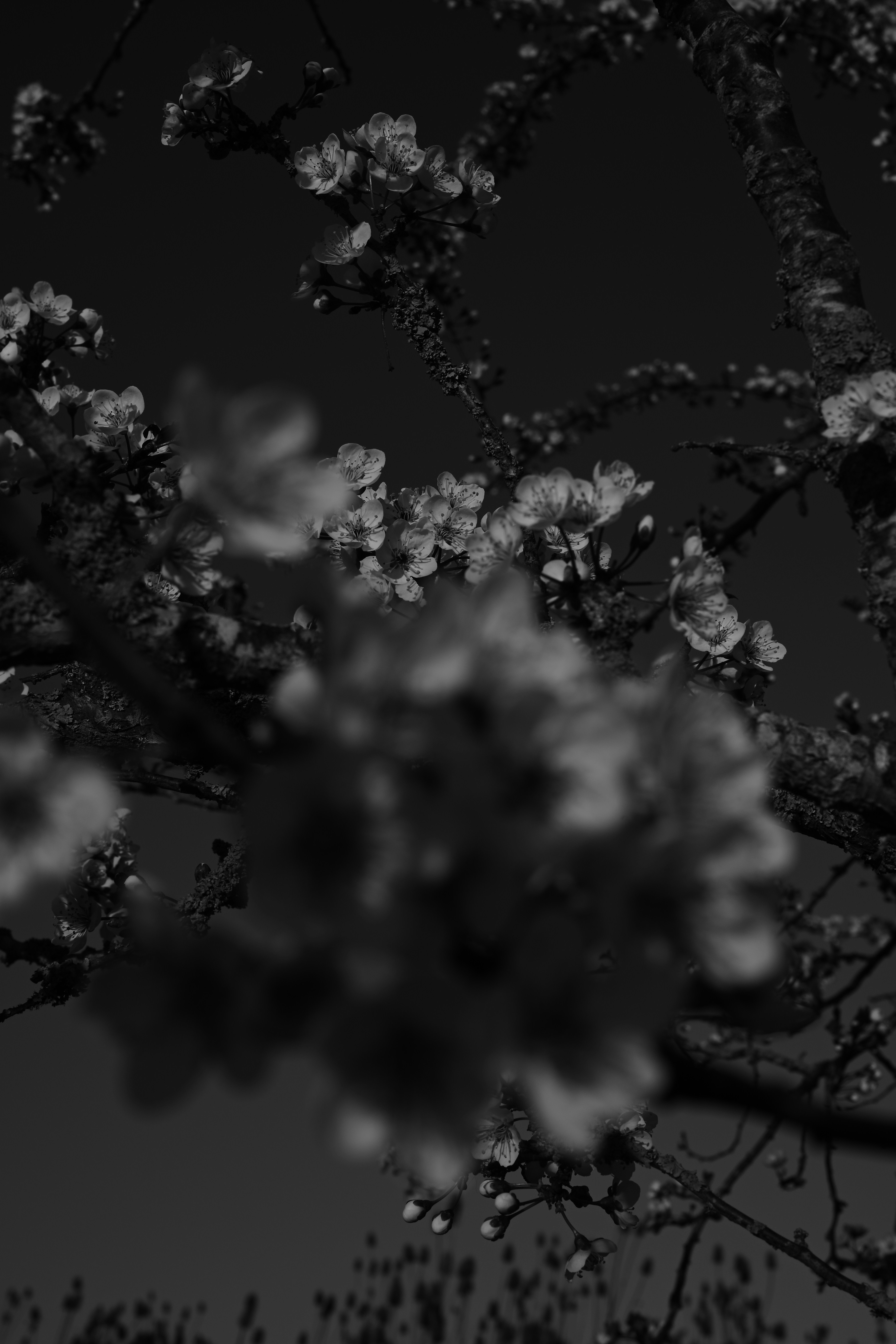 空を背景に咲く黒と白の咲き誇る木の枝