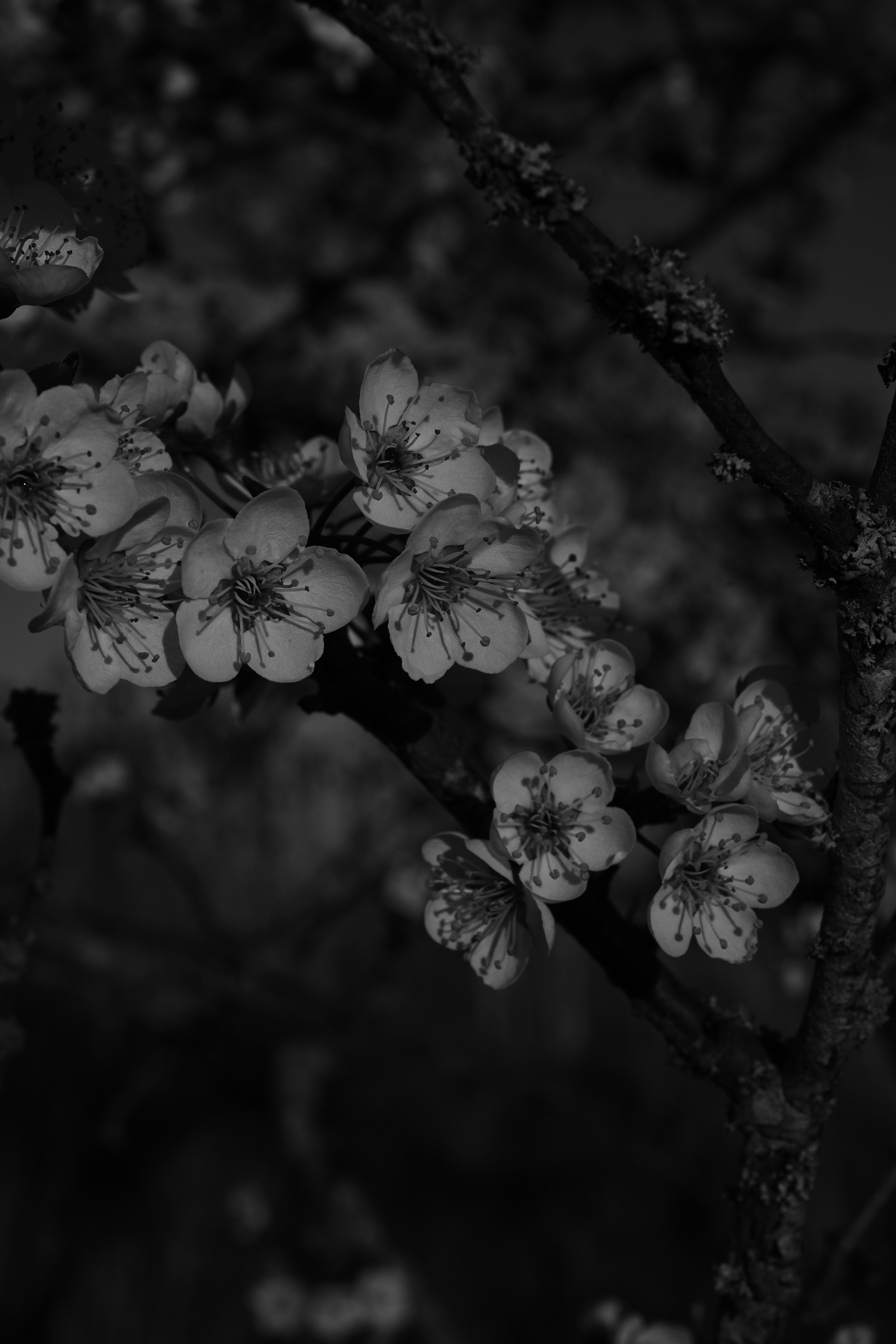 枝に乗った桜の白黒クローズアップ