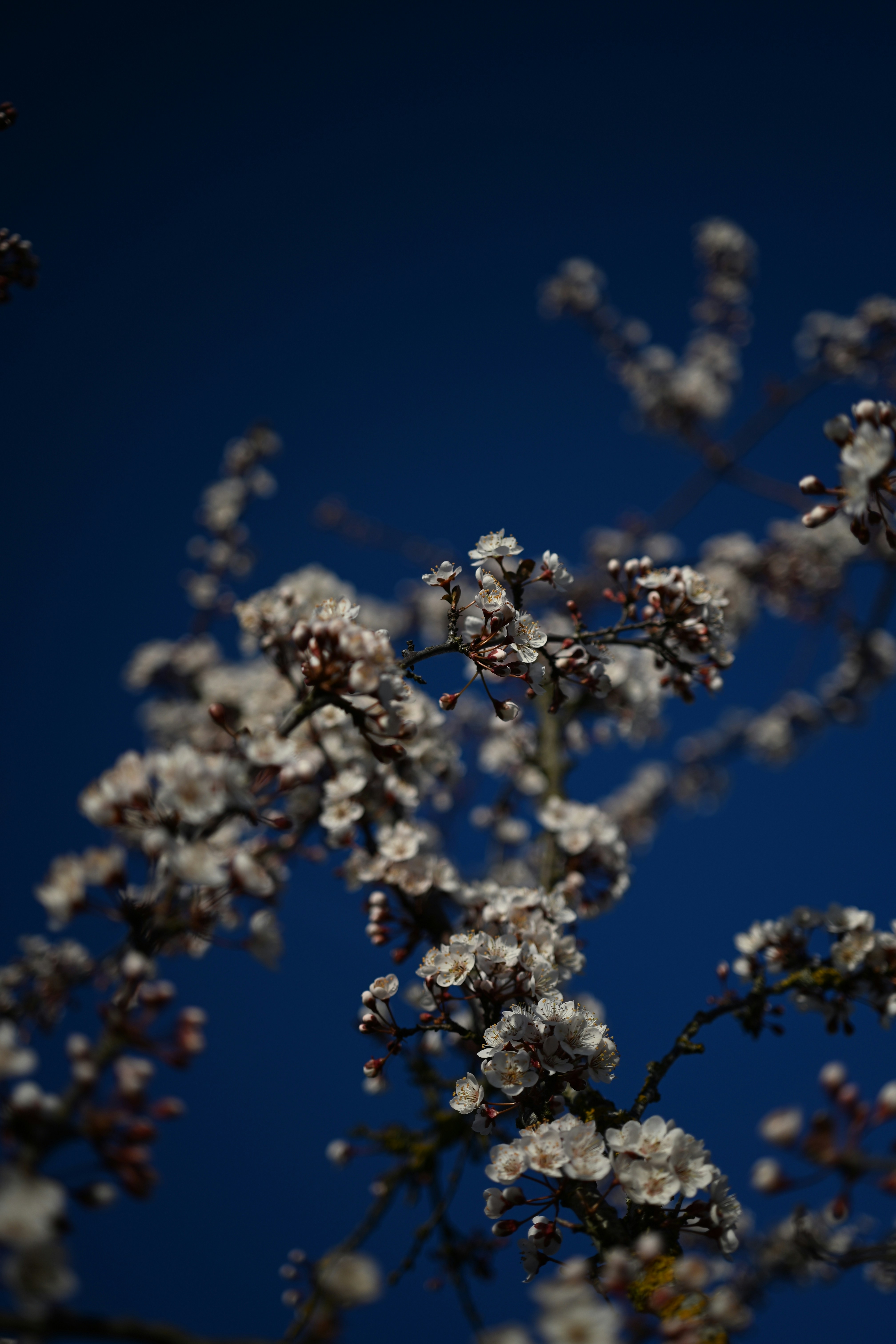 深い青空を背景に白い桜の花