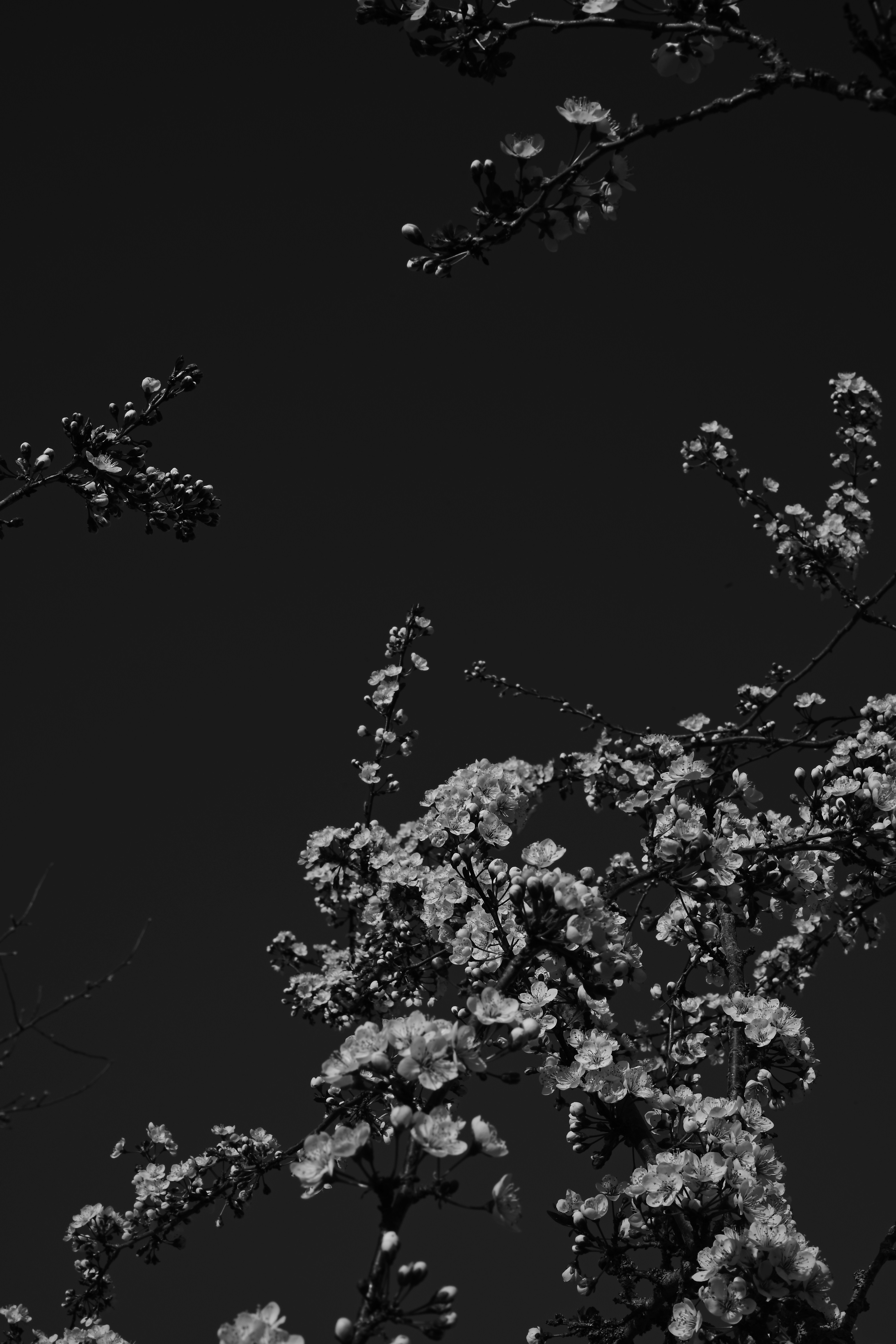 Close-up of cherry blossoms against a dark sky