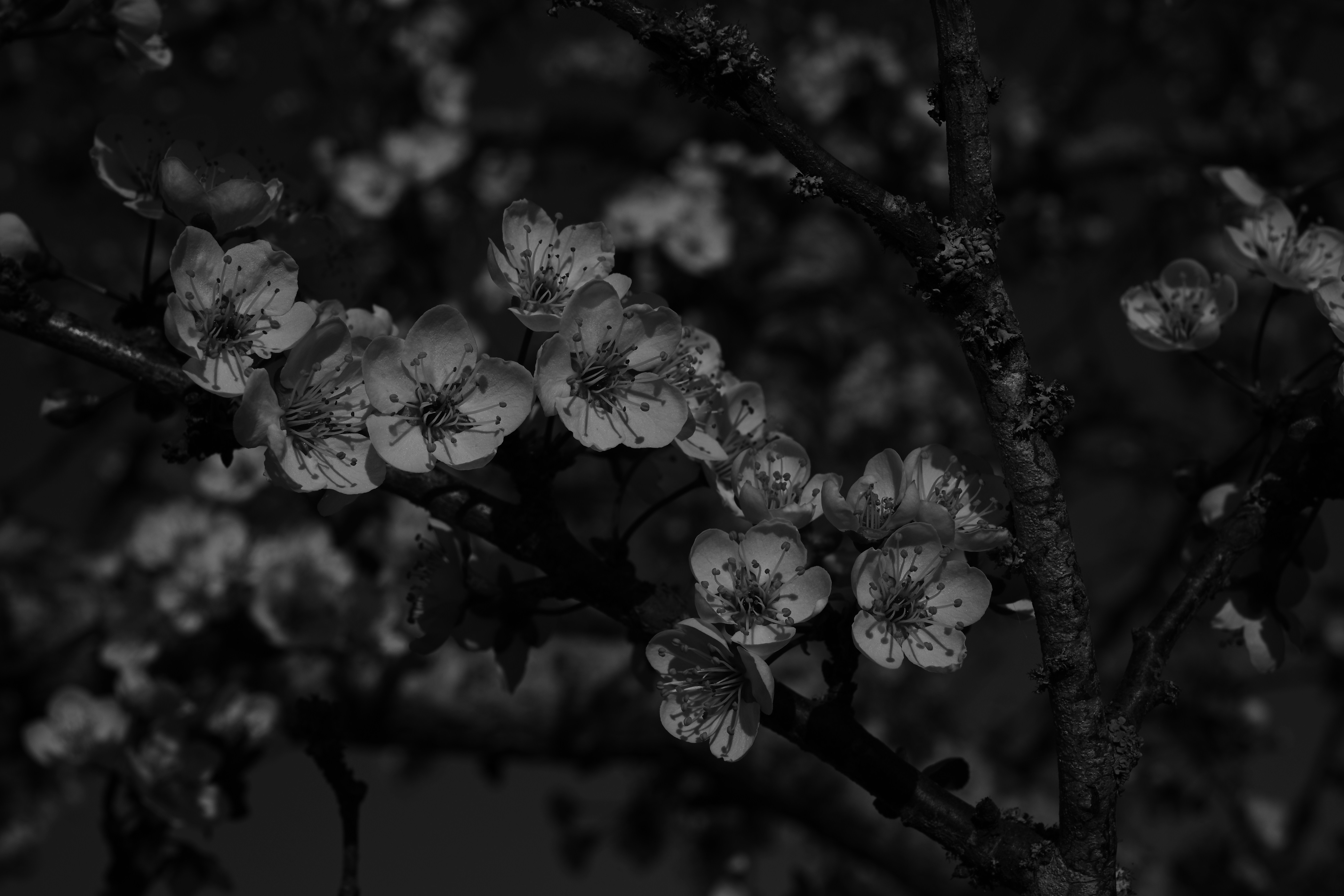 花を咲かせる枝のクローズアップは白黒で写っています。