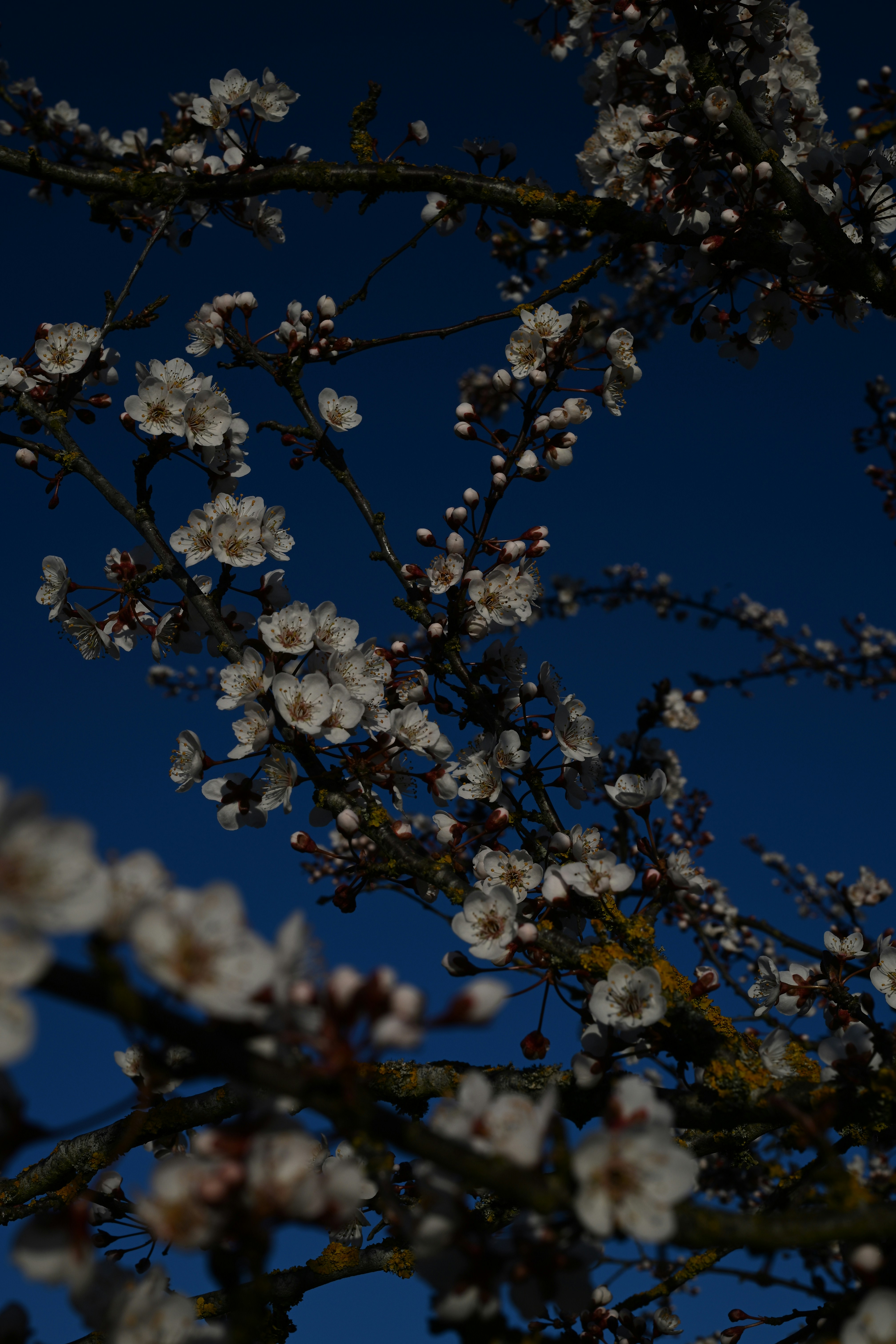 青空を背景に木の枝に咲く白い花々