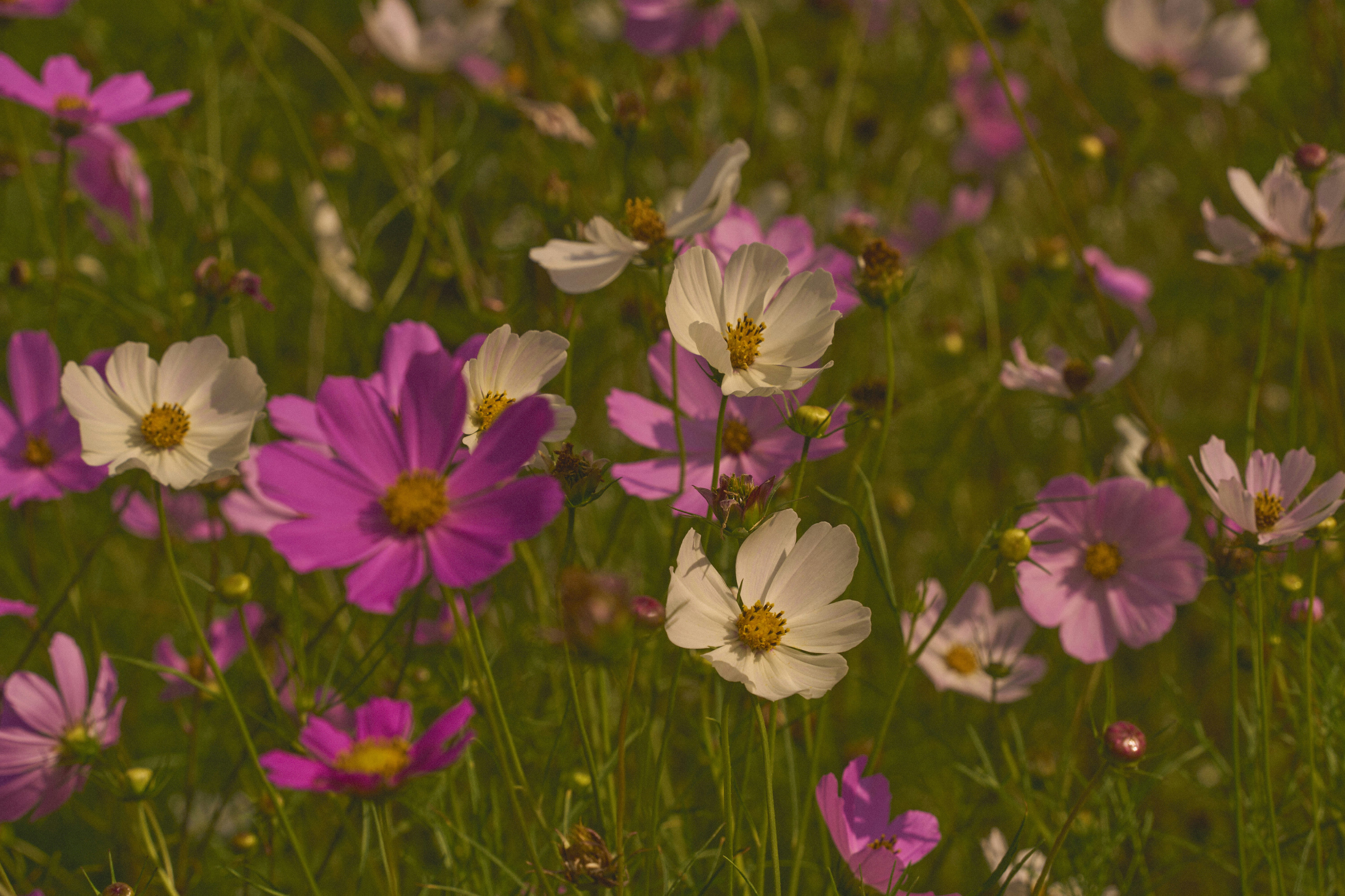 Pink and white cosmos flowers blooming in a field