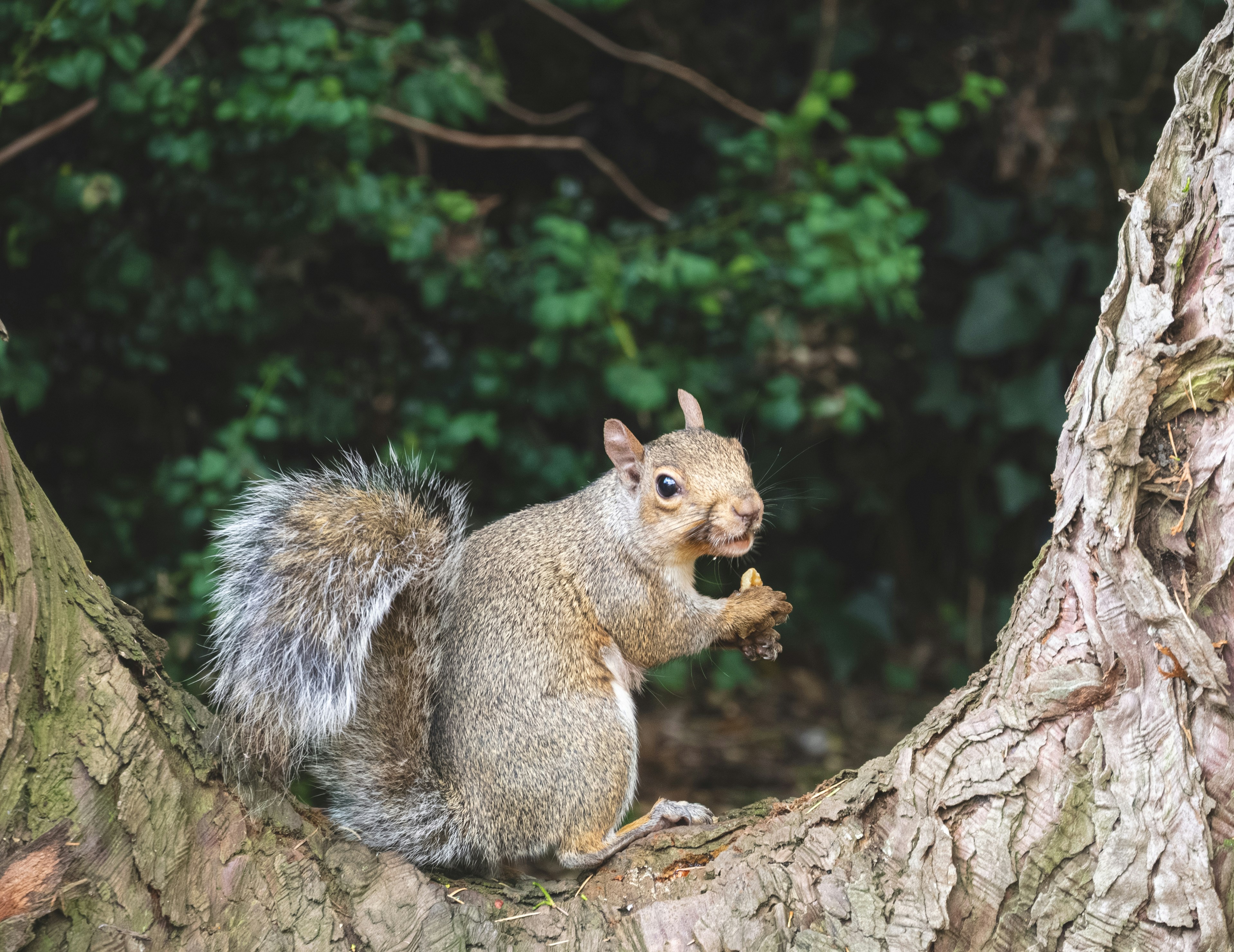 Un écureuil est assis sur une branche d’arbre en train de manger une noix.