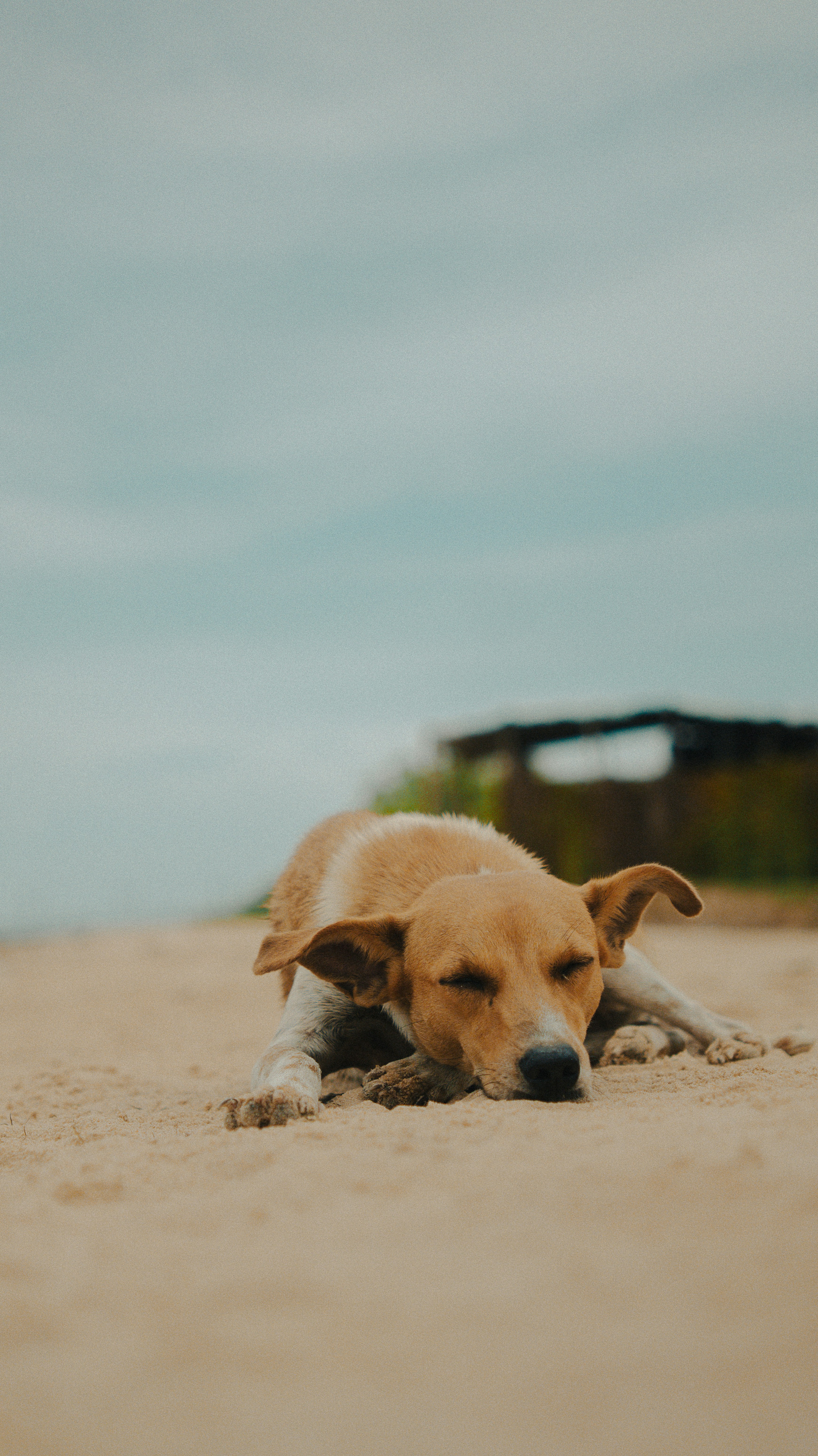 A dog rests peacefully on a sandy beach.