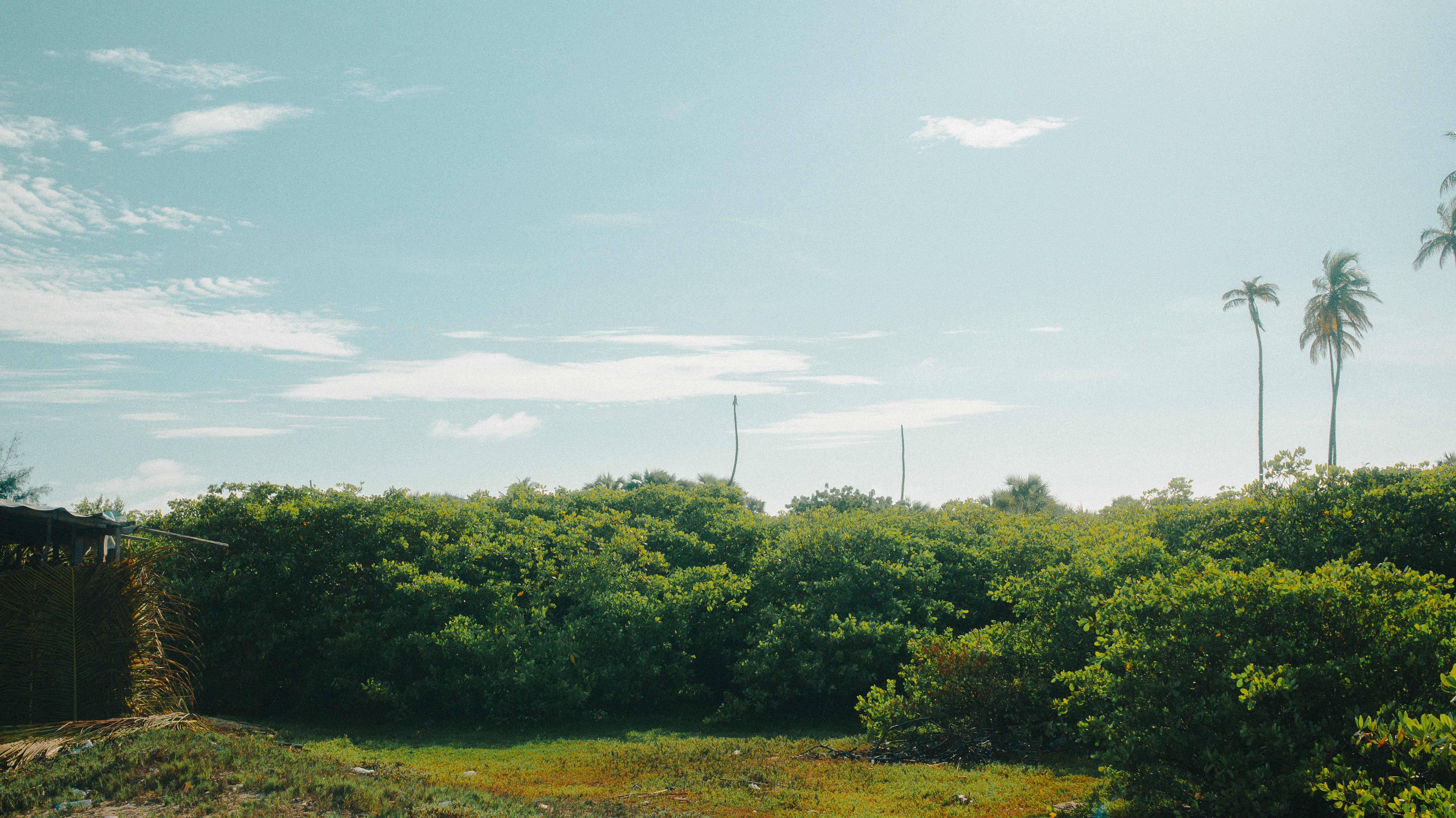 Lush green trees under a bright blue sky.