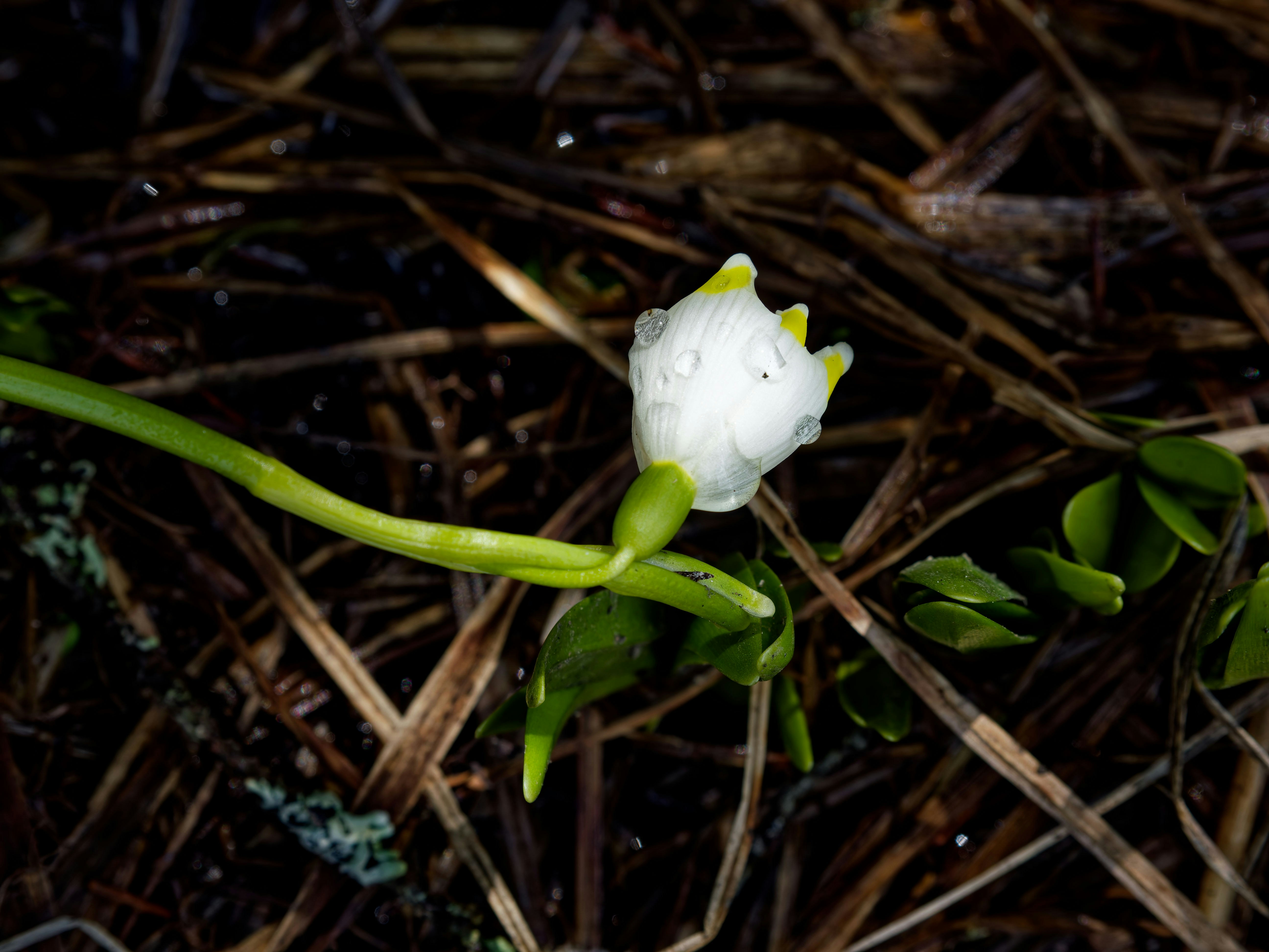 Una sola flor blanca con tallo verde sobre suelo seco