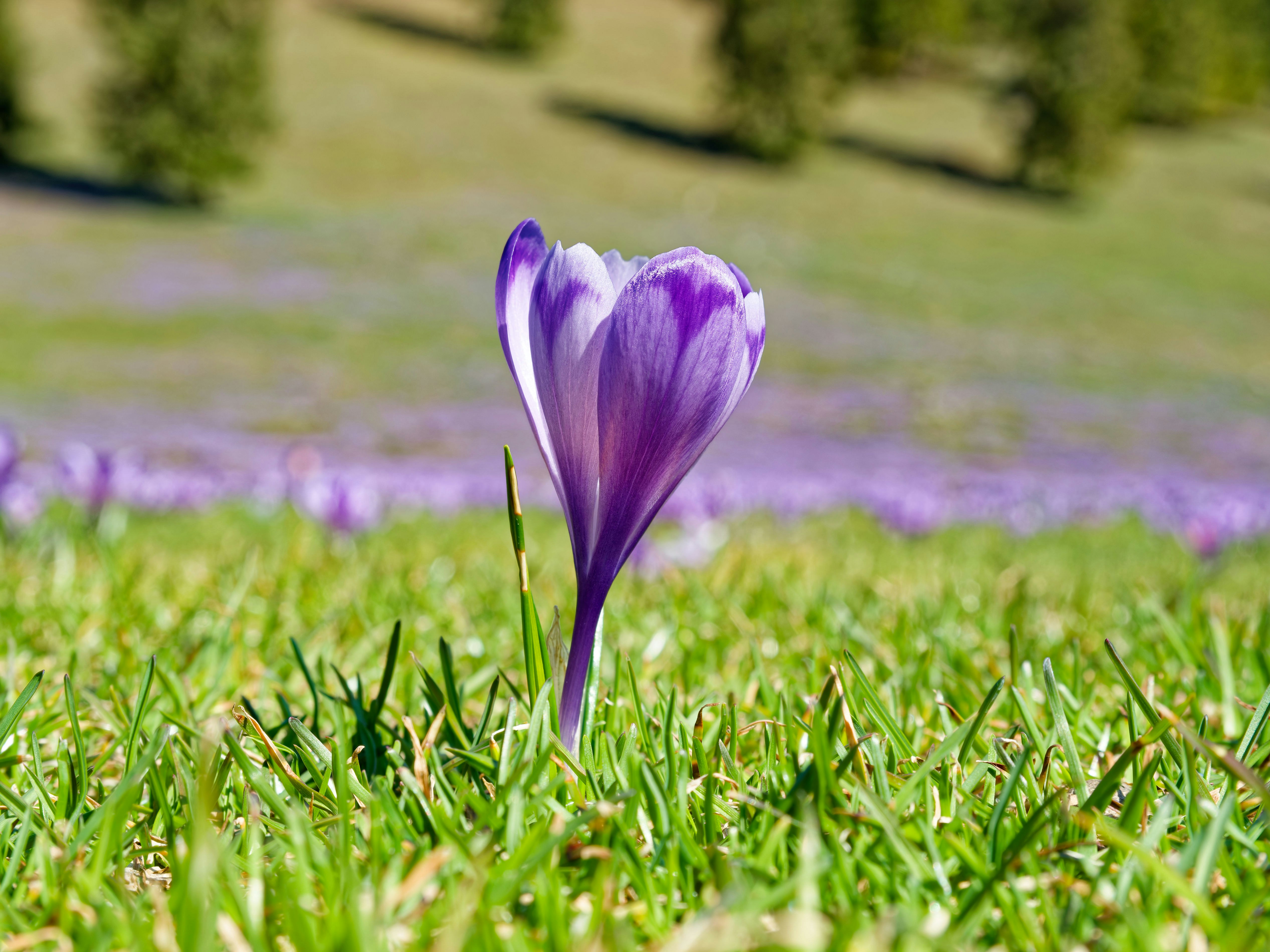 Una sola flor de crocus morado se alza sobre la hierba verde.