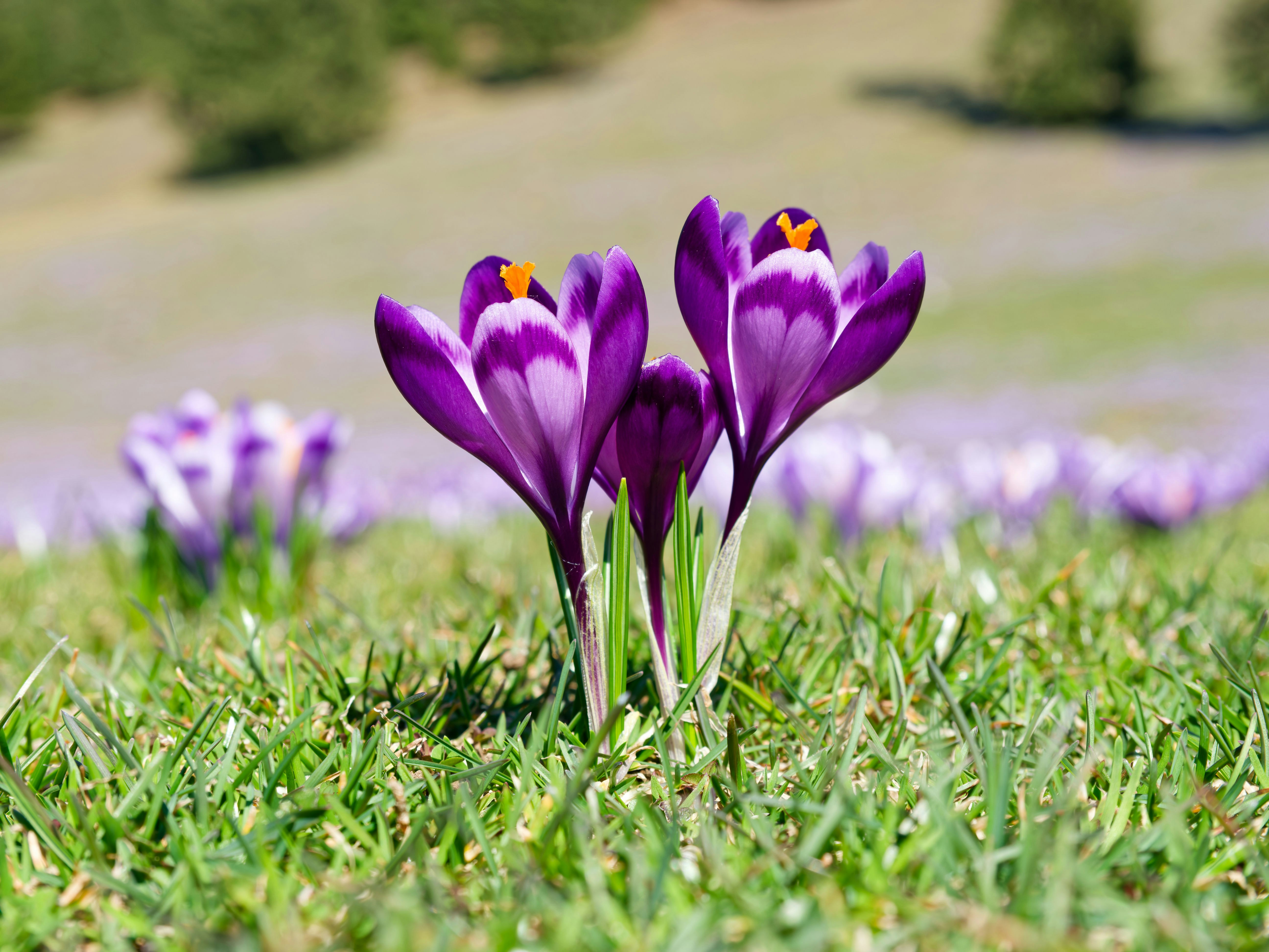 Dos crocus morados florecen en hierba verde
