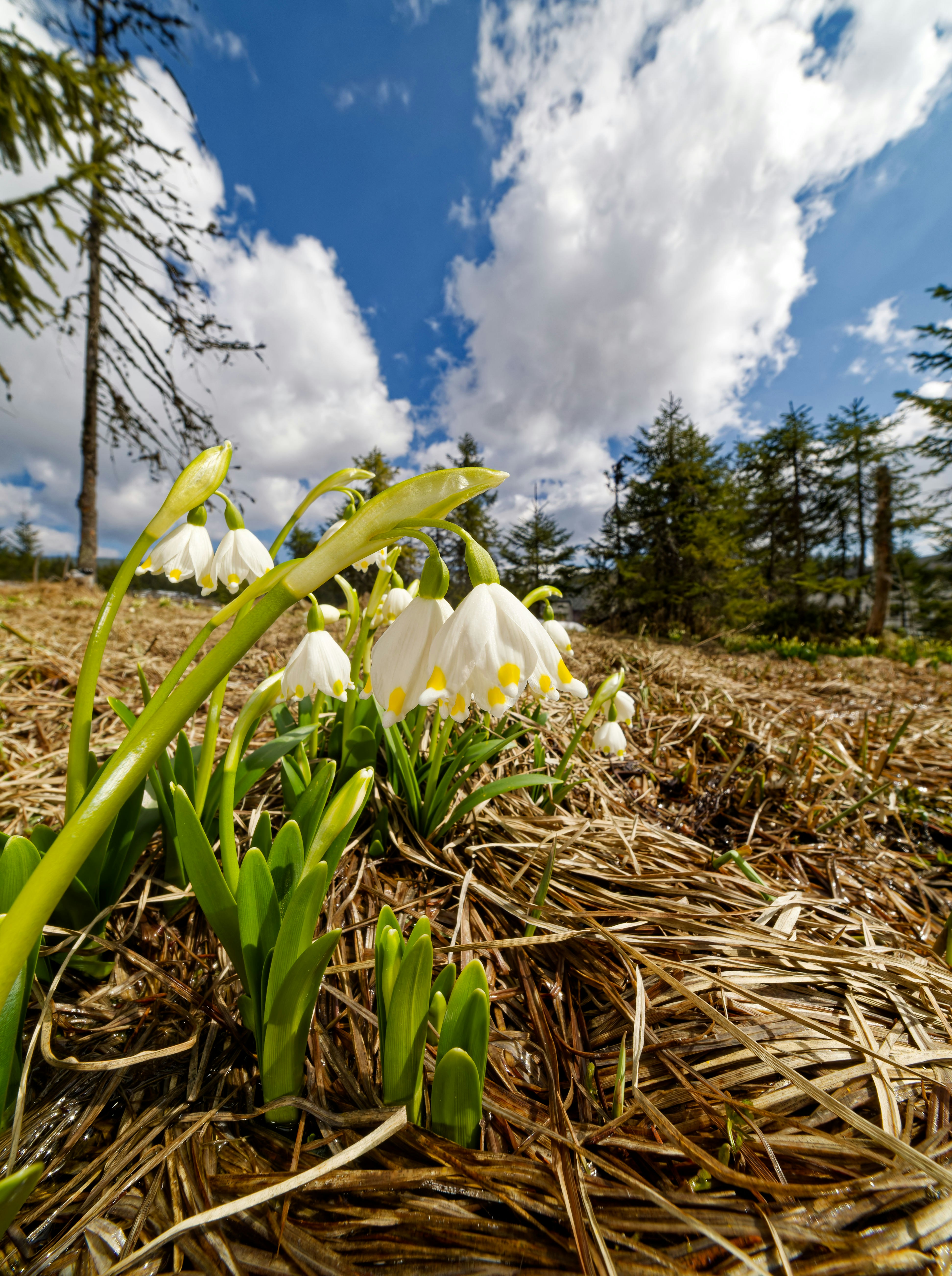 En un campo seco y cubierto de hierba florecen campeones blancos.