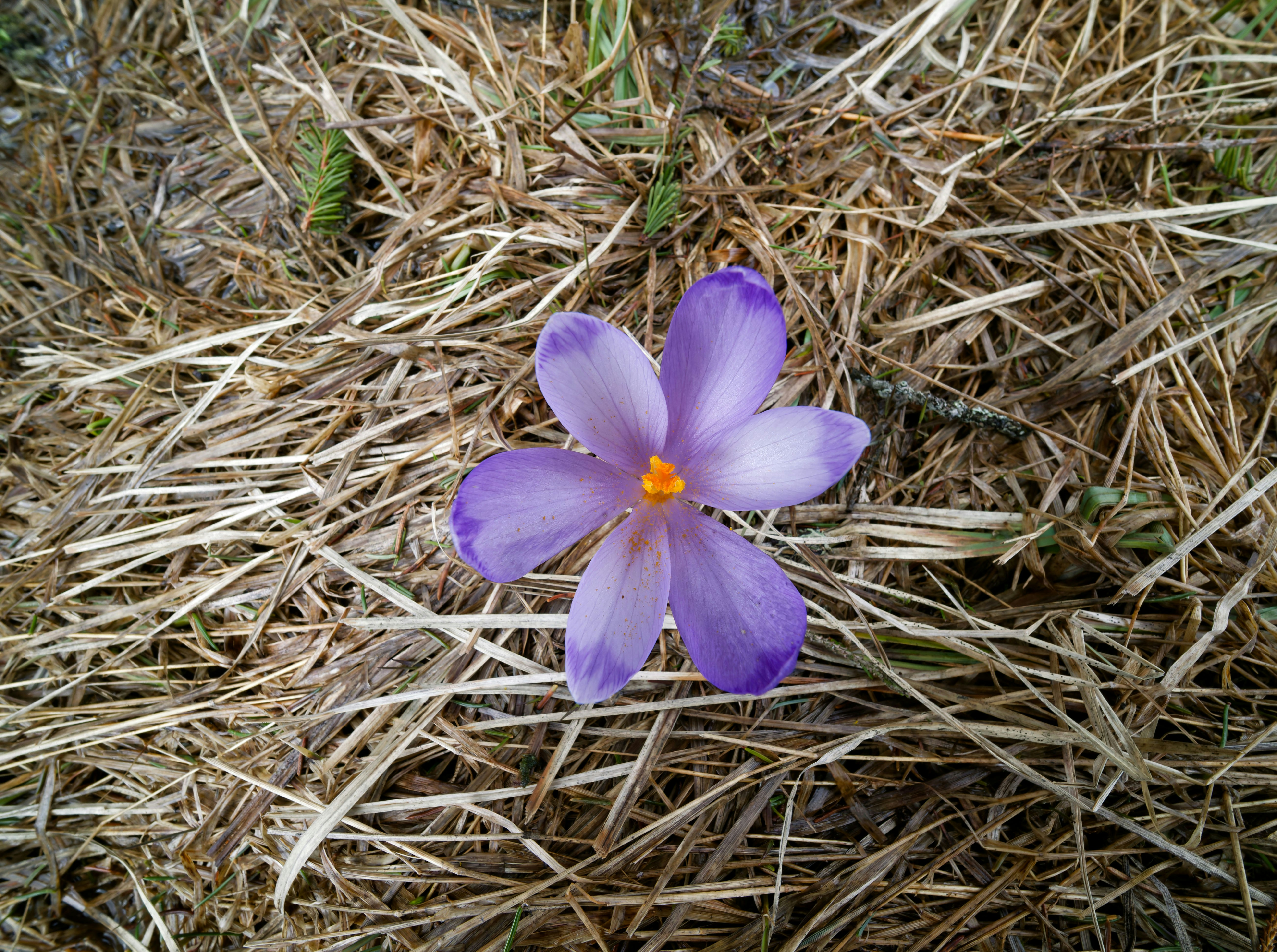 Una sola flor de crocus morado sobre hierba seca