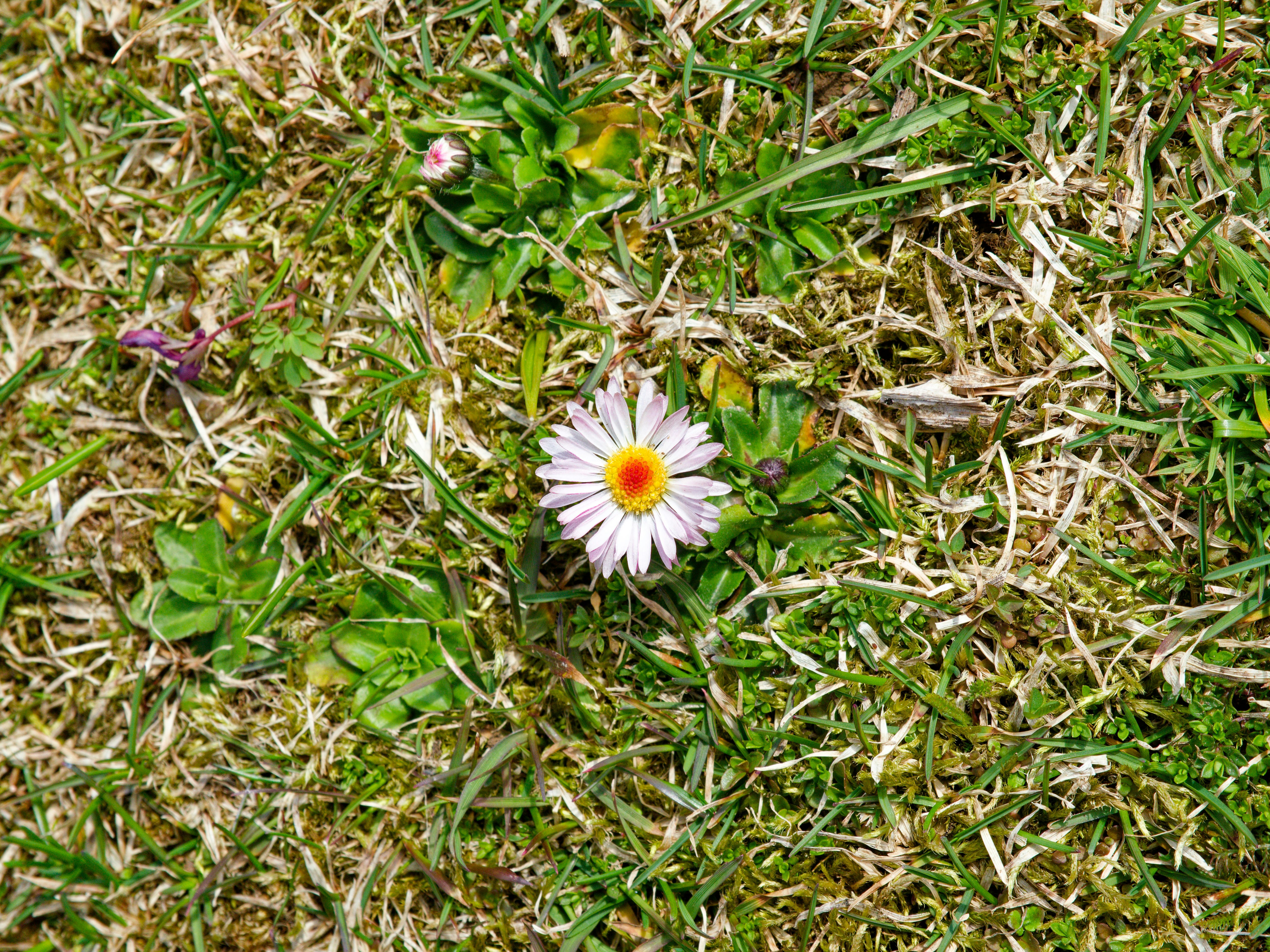 Una sola margarita florece en un campo de hierba.