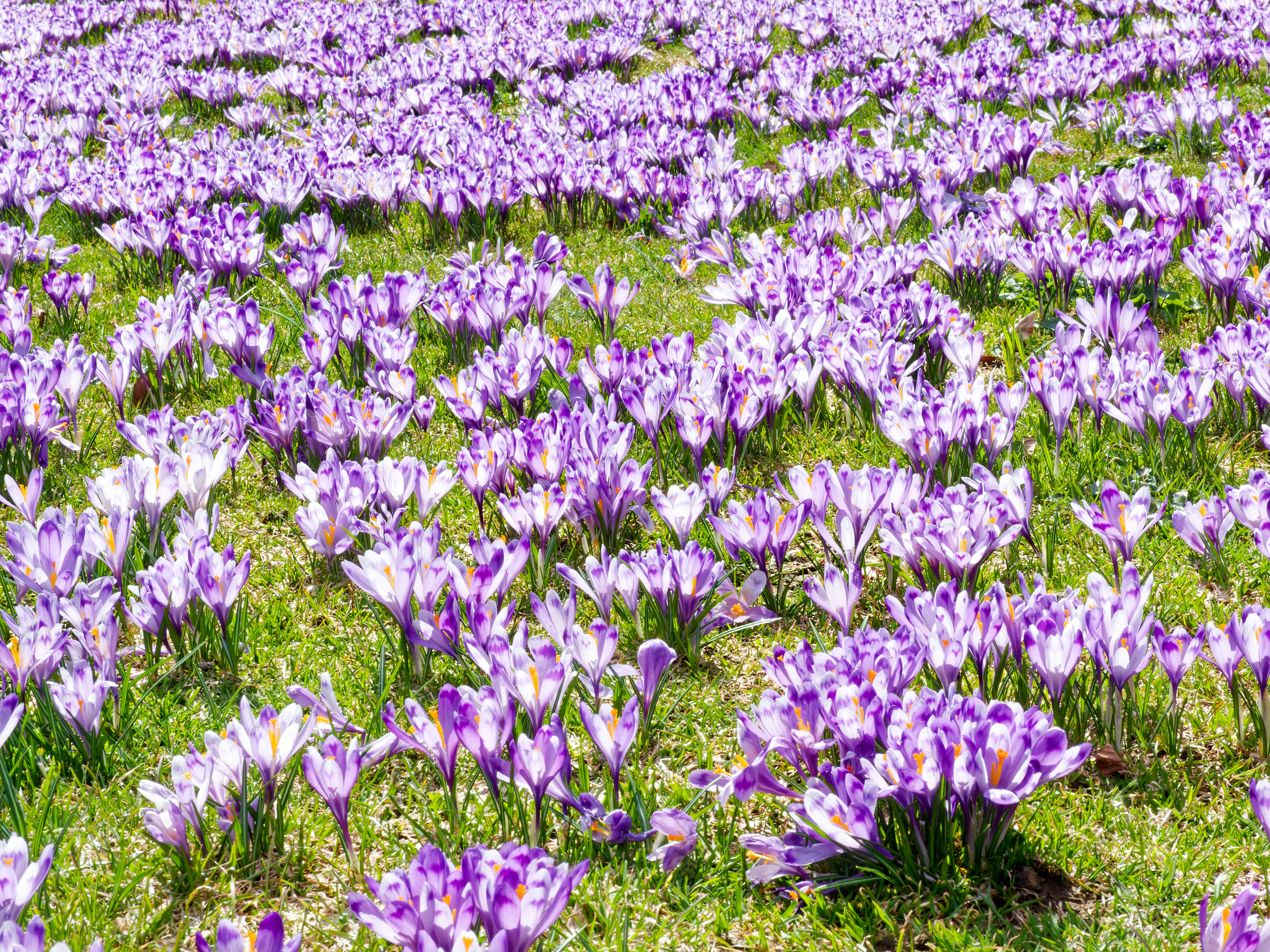 Campo de crocus púrpuras en flor
