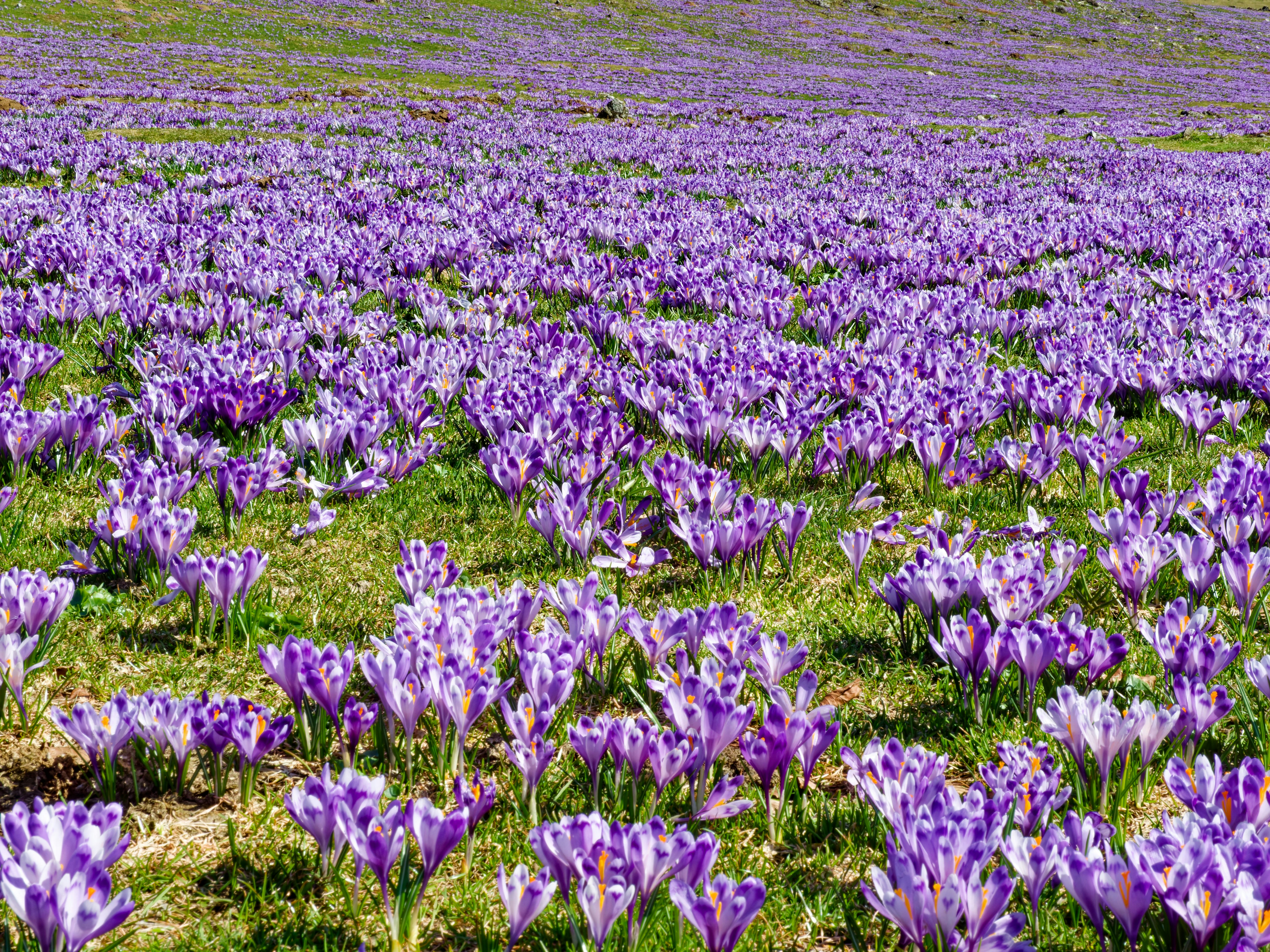 Campo de crocus púrpuras en flor