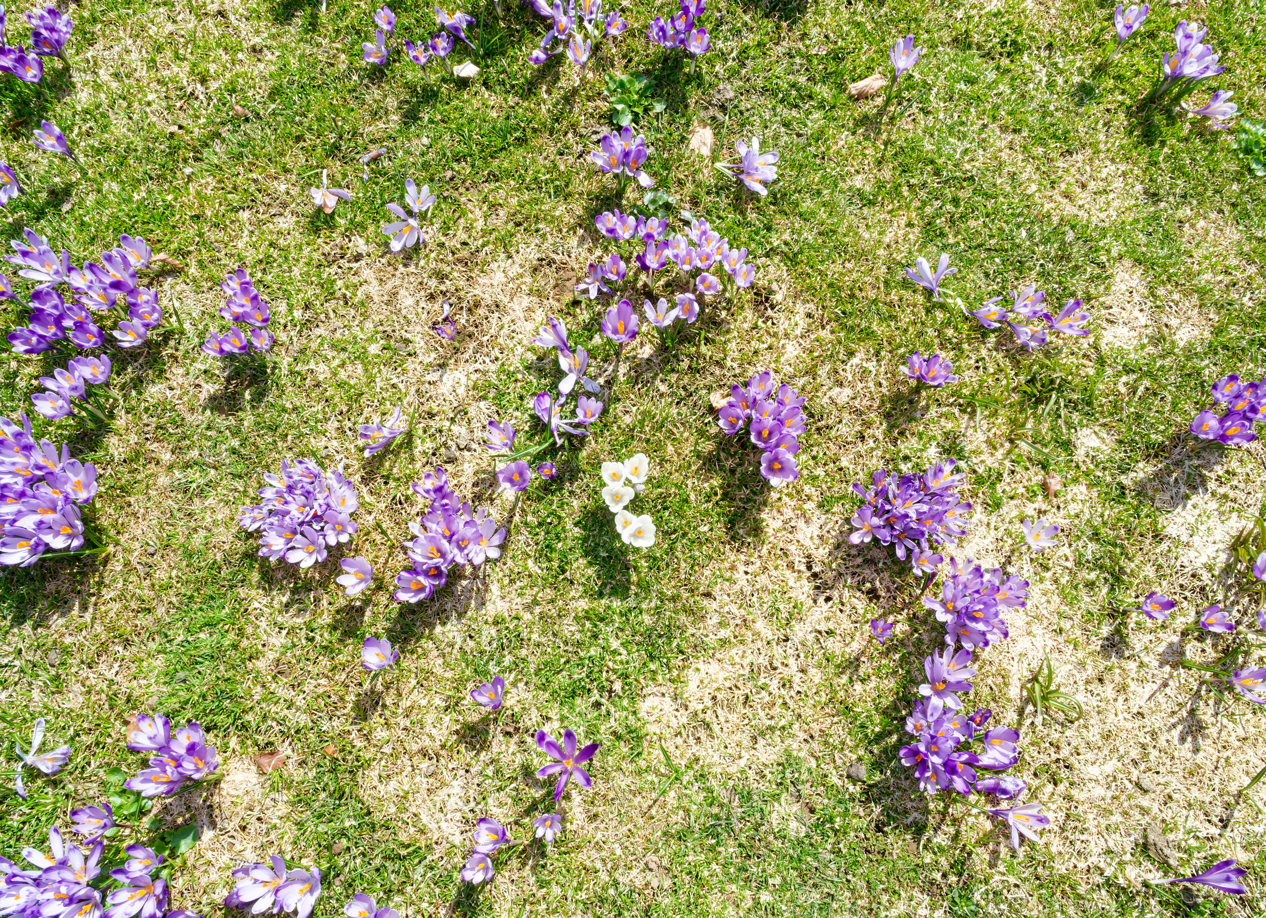 Flores moradas esparcidas por un campo de hierba.